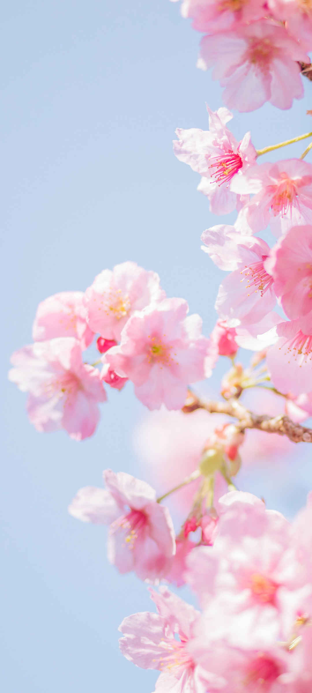 春天粉红色唯美樱花壁纸-