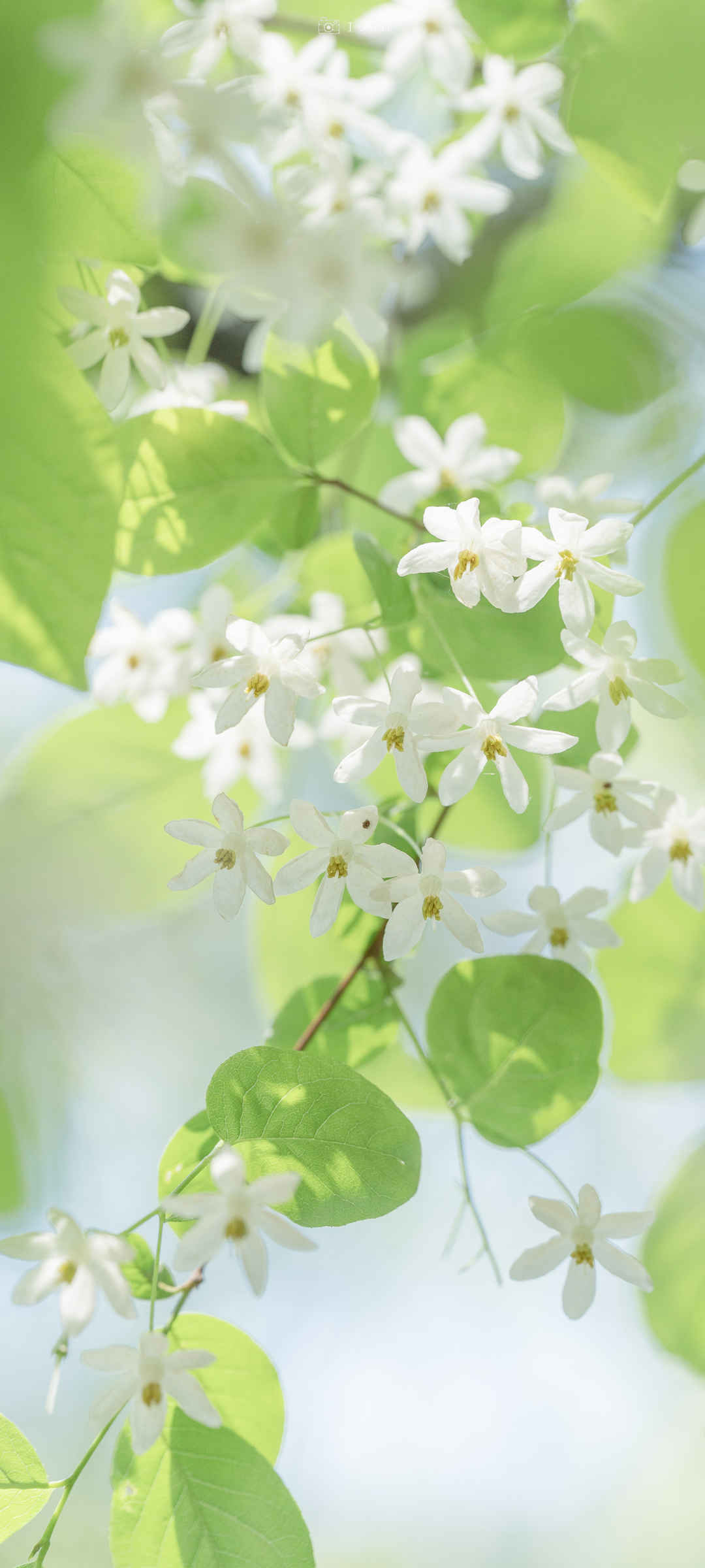 清新淡雅的图片花朵白色绿叶-