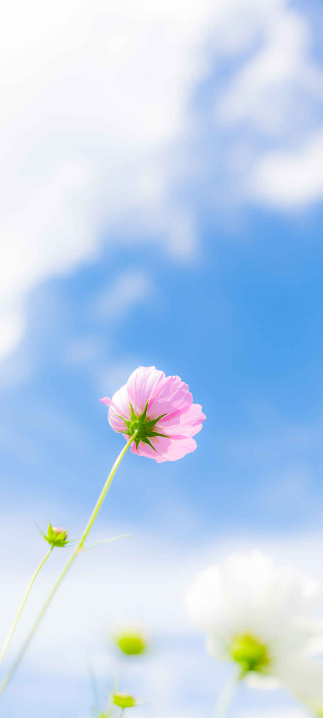 夏天清新花朵手机桌面上图片