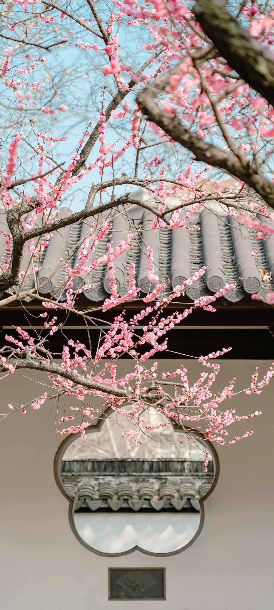 春天梅花风景手机壁纸