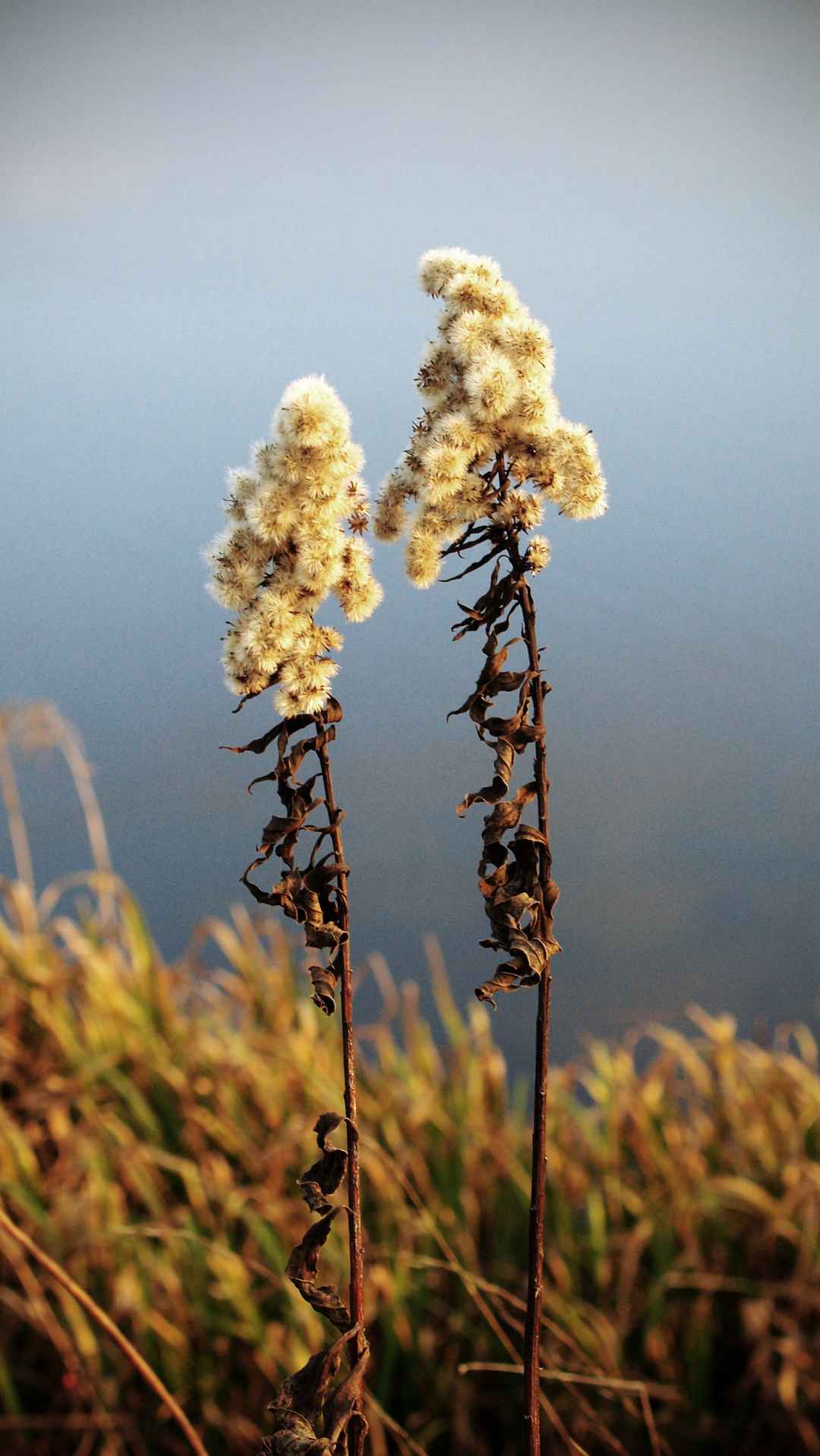两颗绒毛植物凋落图片