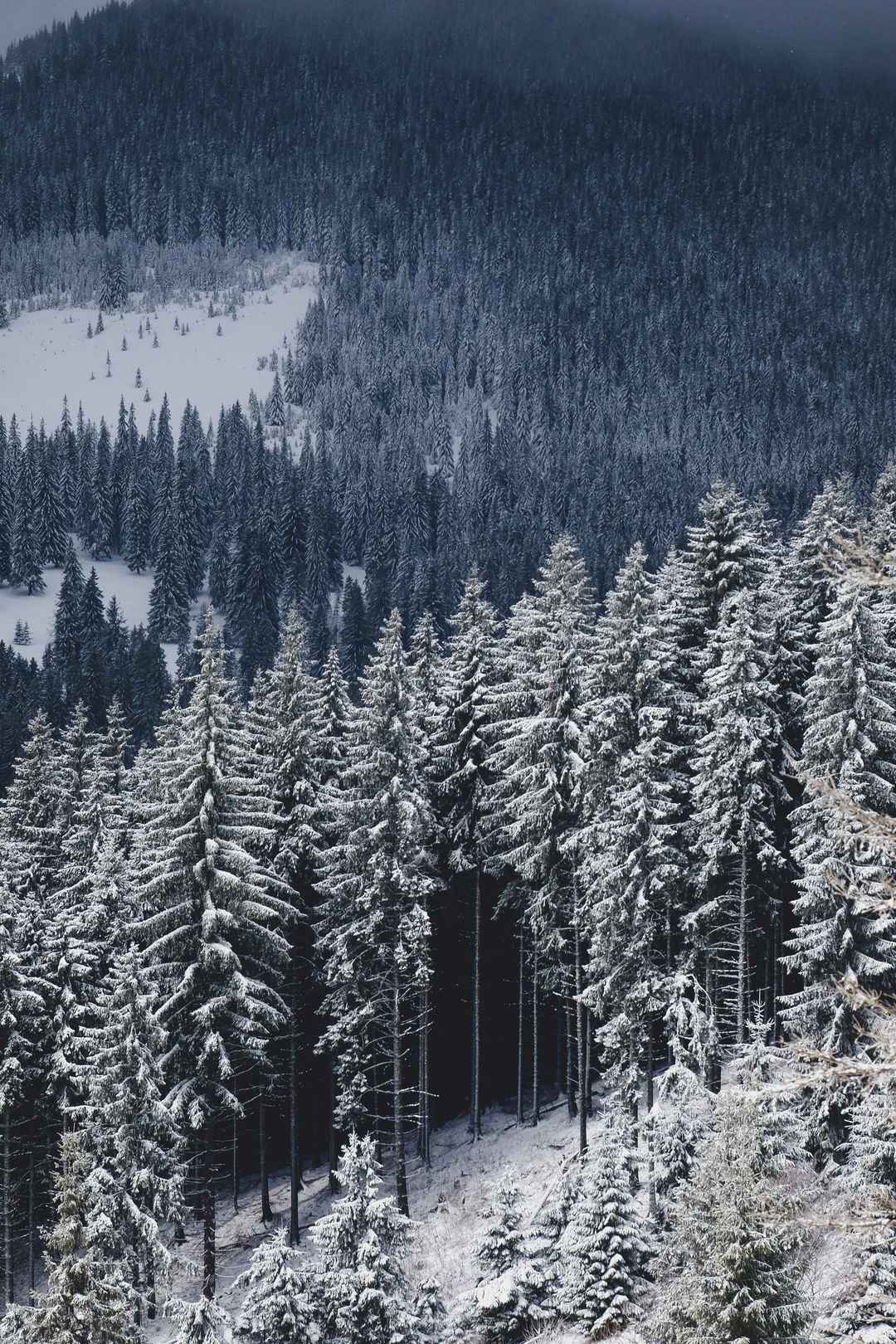 冬季大雪森林图片