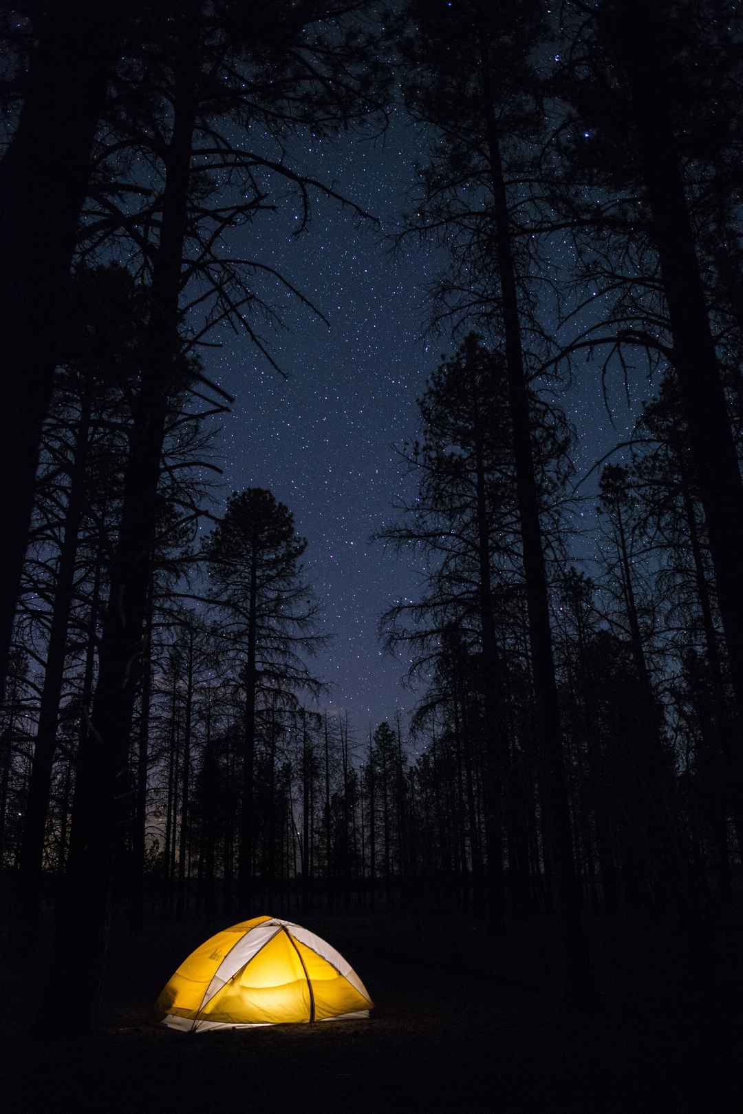 黑夜中一个亮灯的露营帐篷图片
