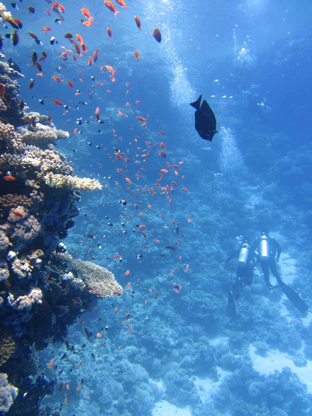 海洋下潜水员游过鱼群珊瑚图片