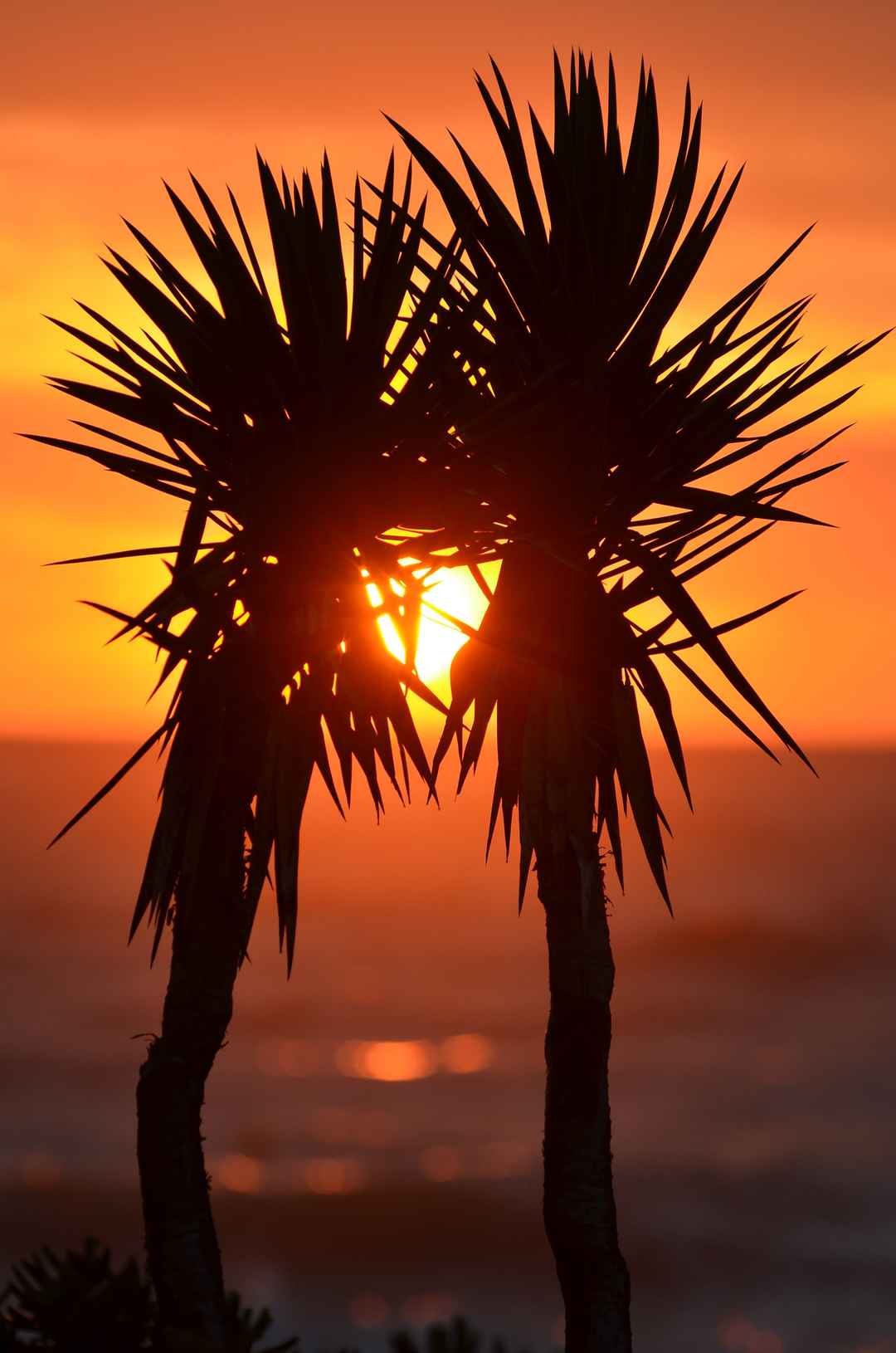  日落棕榈树图片