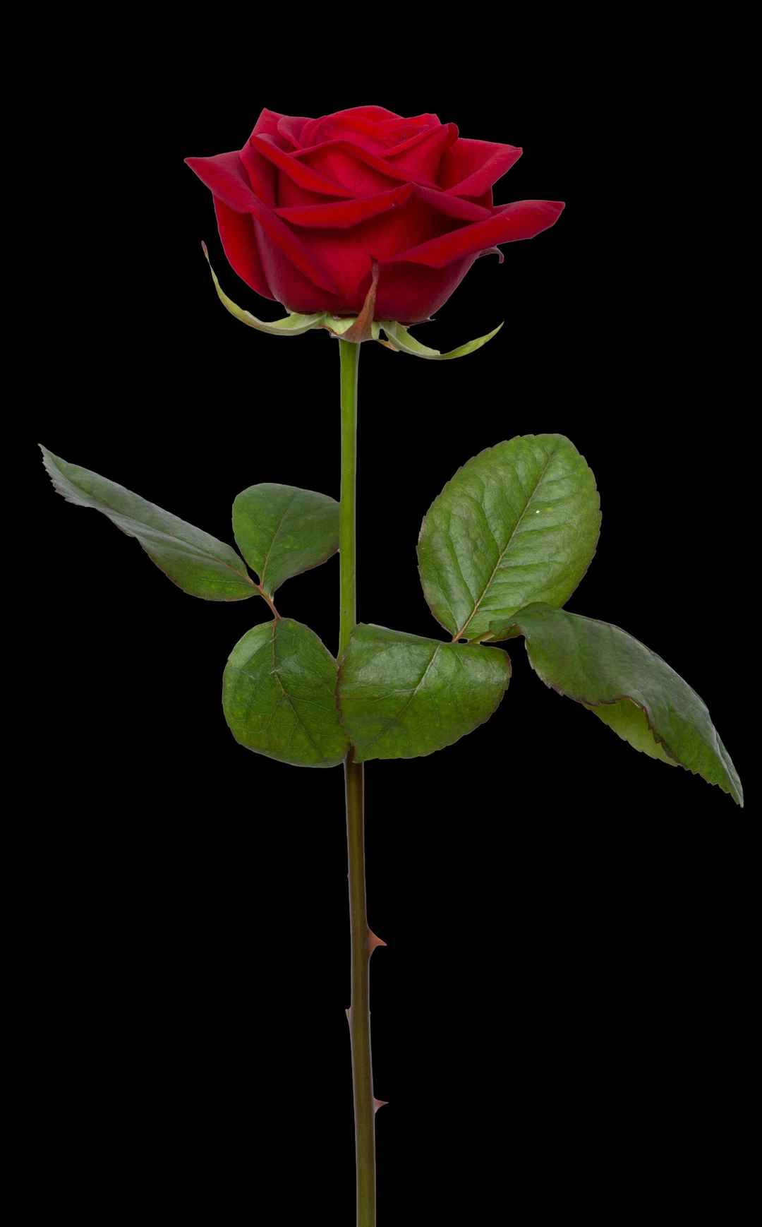 一只玫瑰刺红色花朵图片