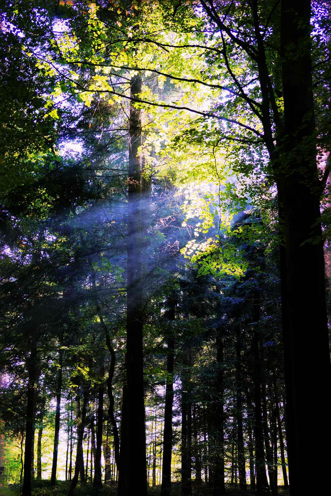阳光洒下充满希望的森林图片