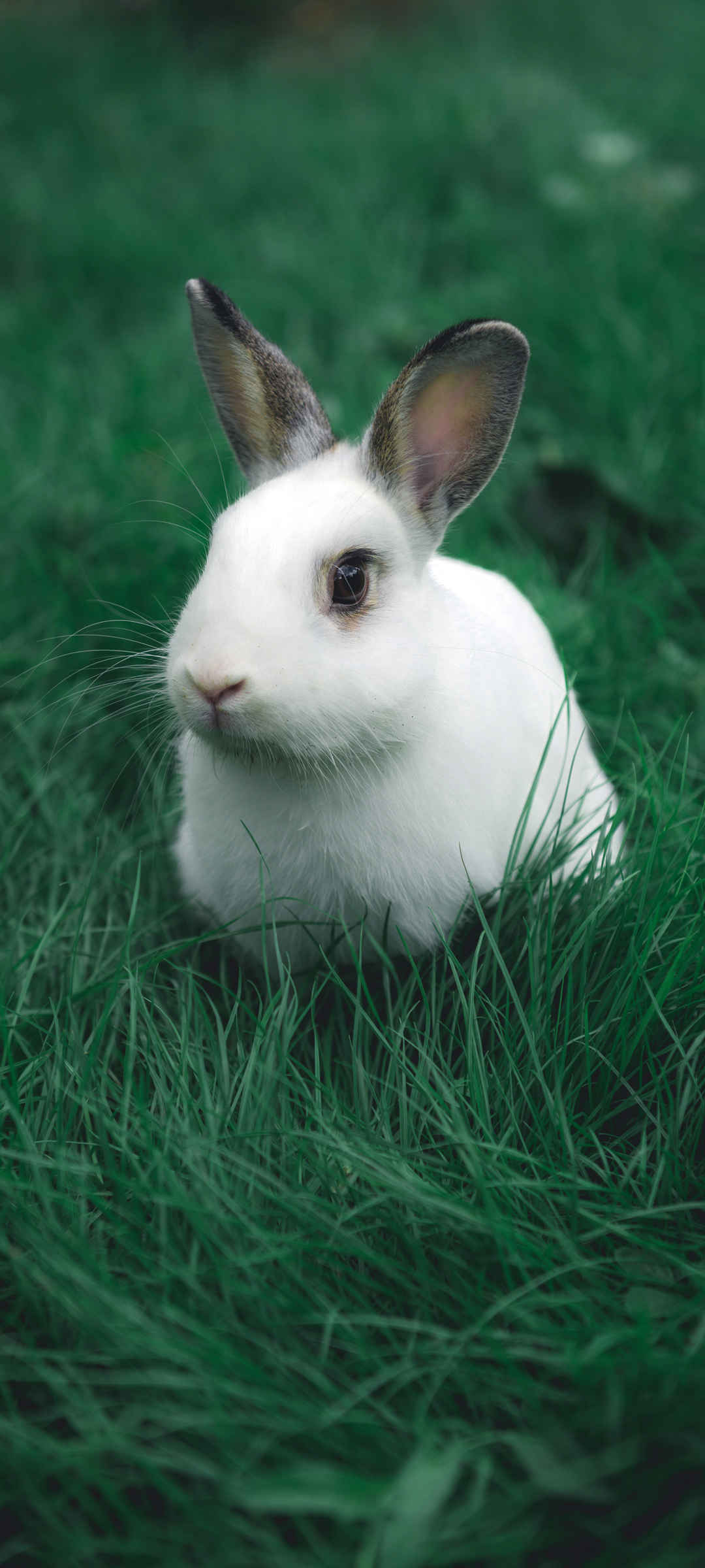 可爱小白兔子动物壁纸呆萌-