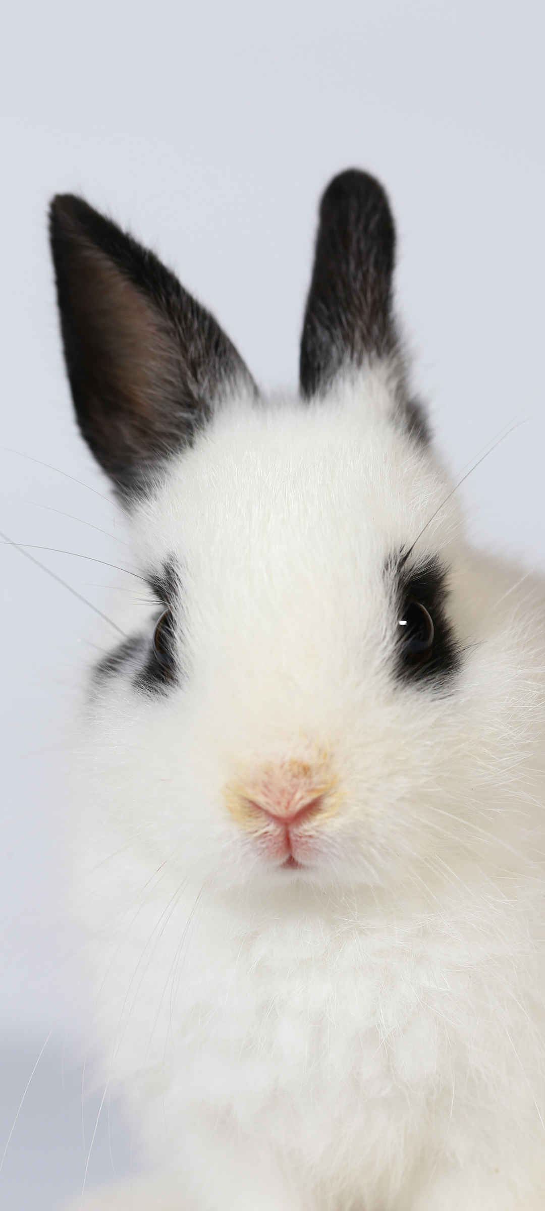 黑色耳朵白色兔子壁纸图片-
