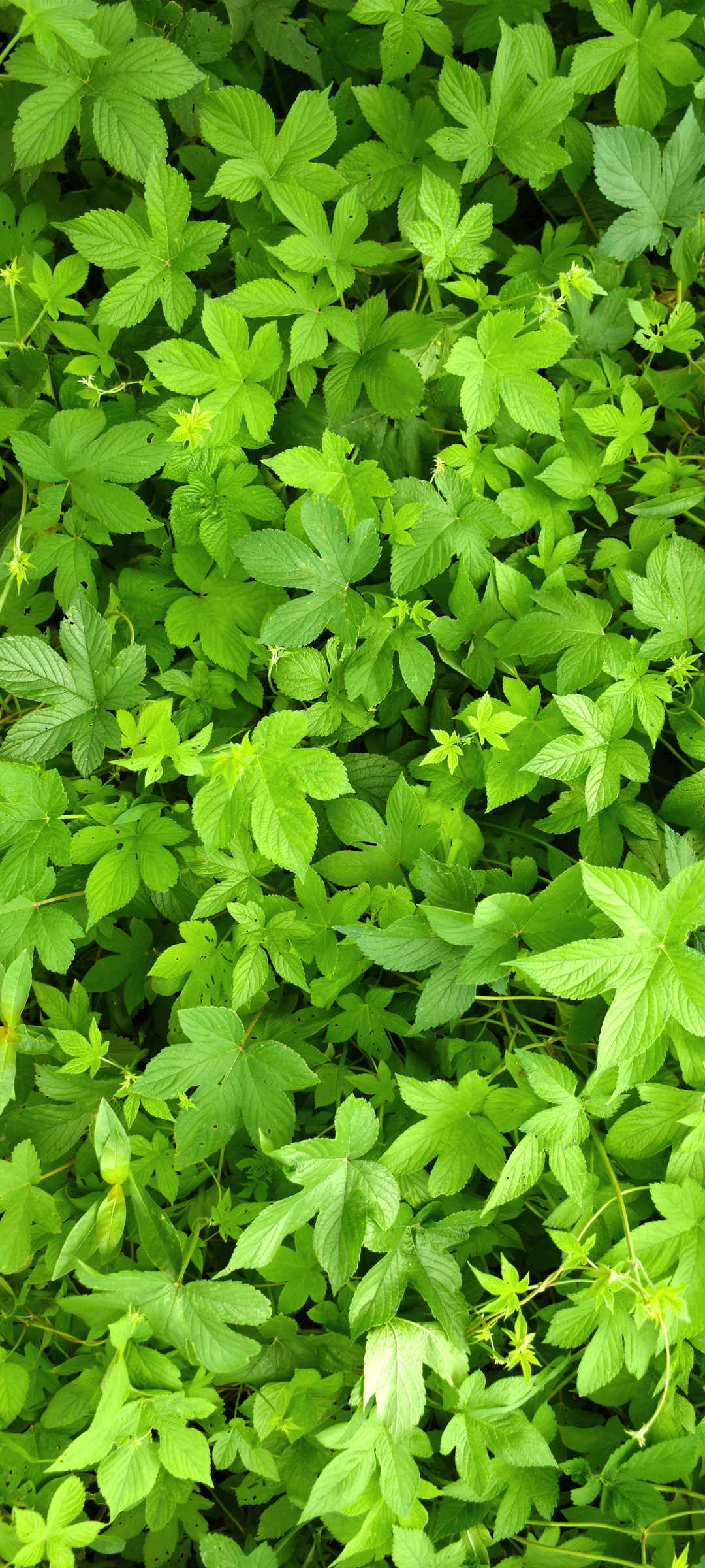 绿色护眼植物叶子壁纸图片-