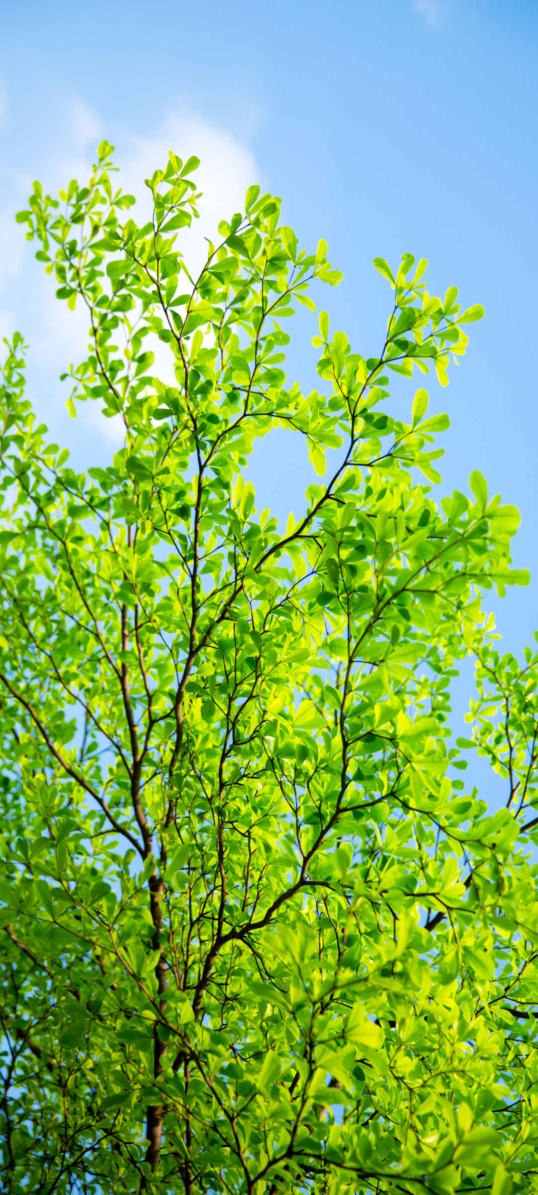 小树绿色植物壁纸