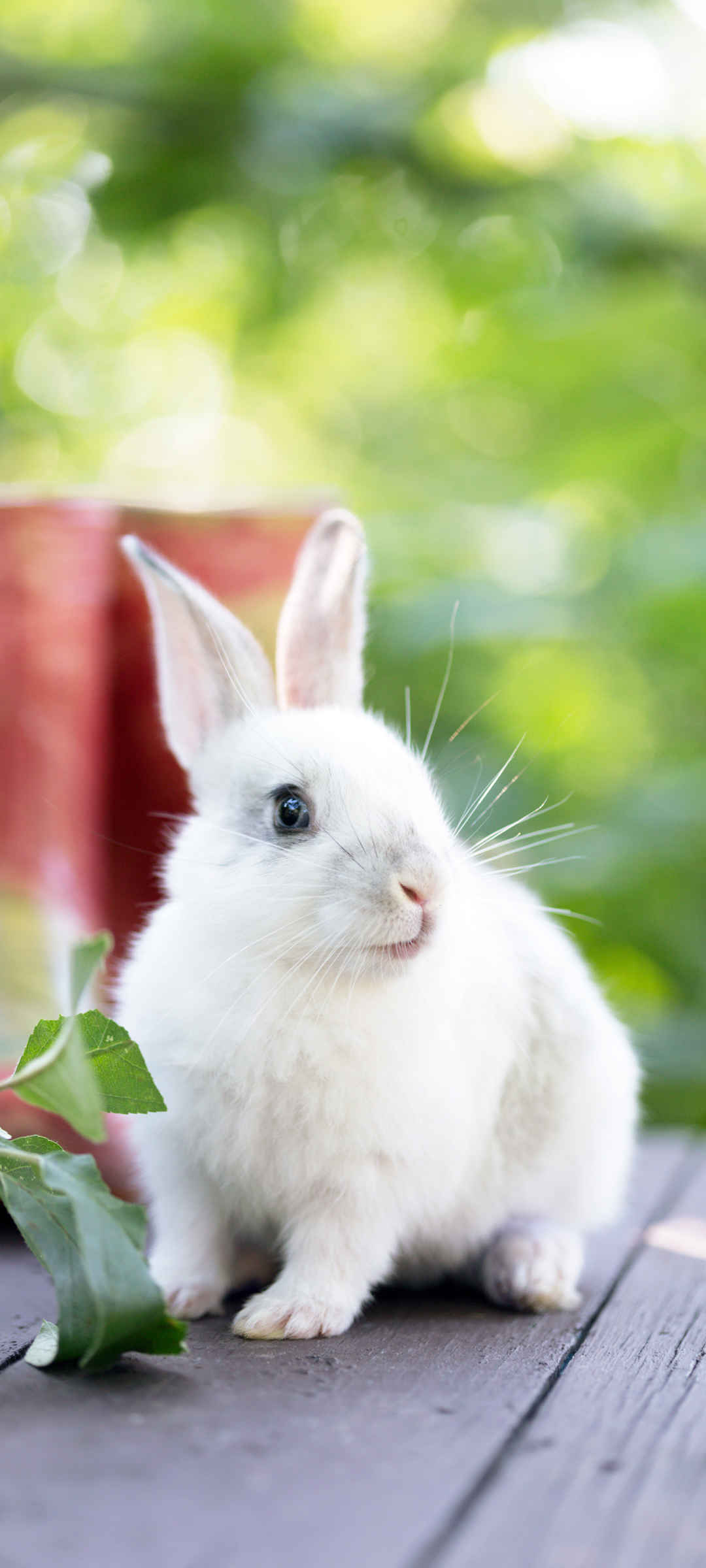 可爱软萌白色兔子壁纸-