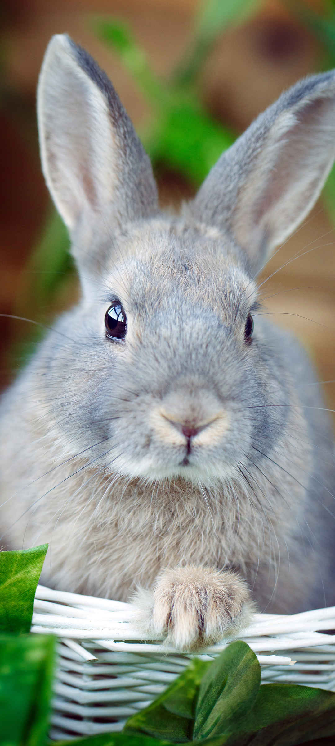 可爱软萌灰色兔子手机壁纸-