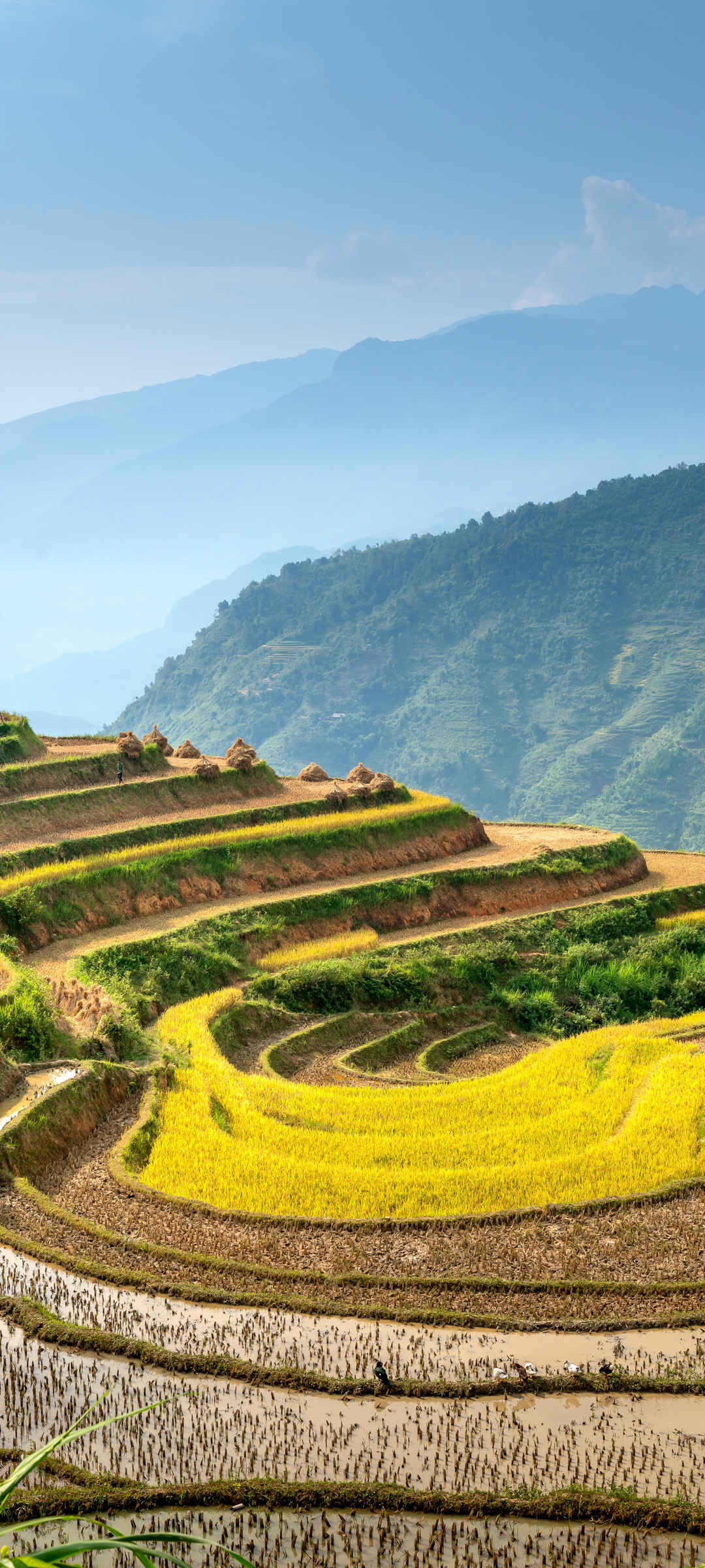 乡村水稻梯田自然风景壁纸