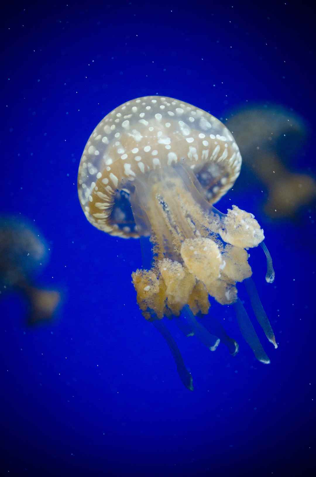 海洋水族馆 海蜇 图片