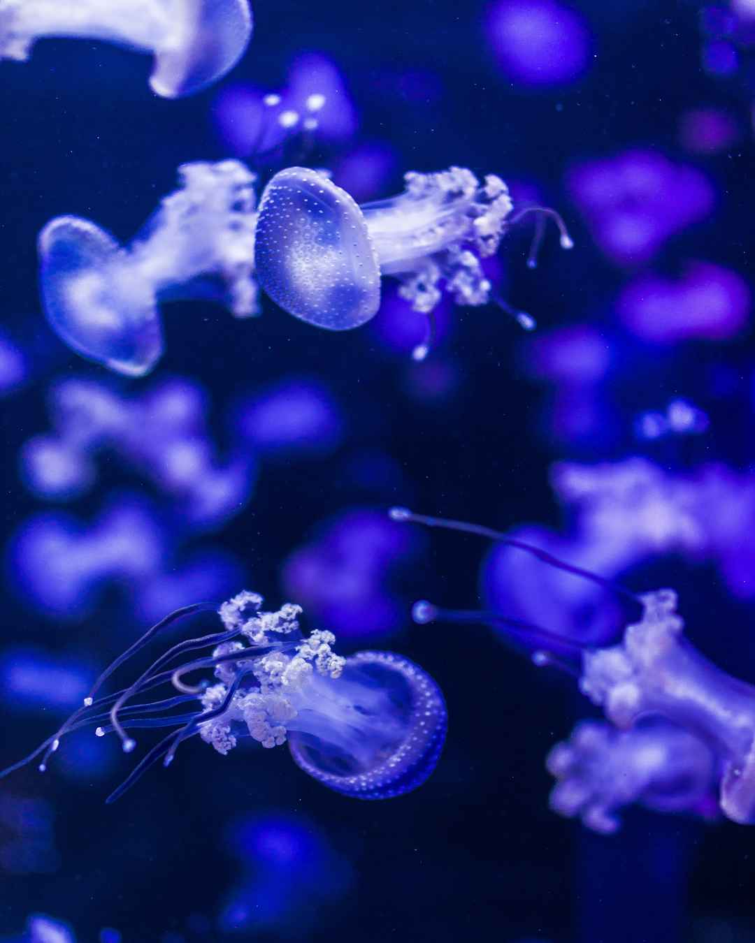 海蜇水母蓝色壁纸