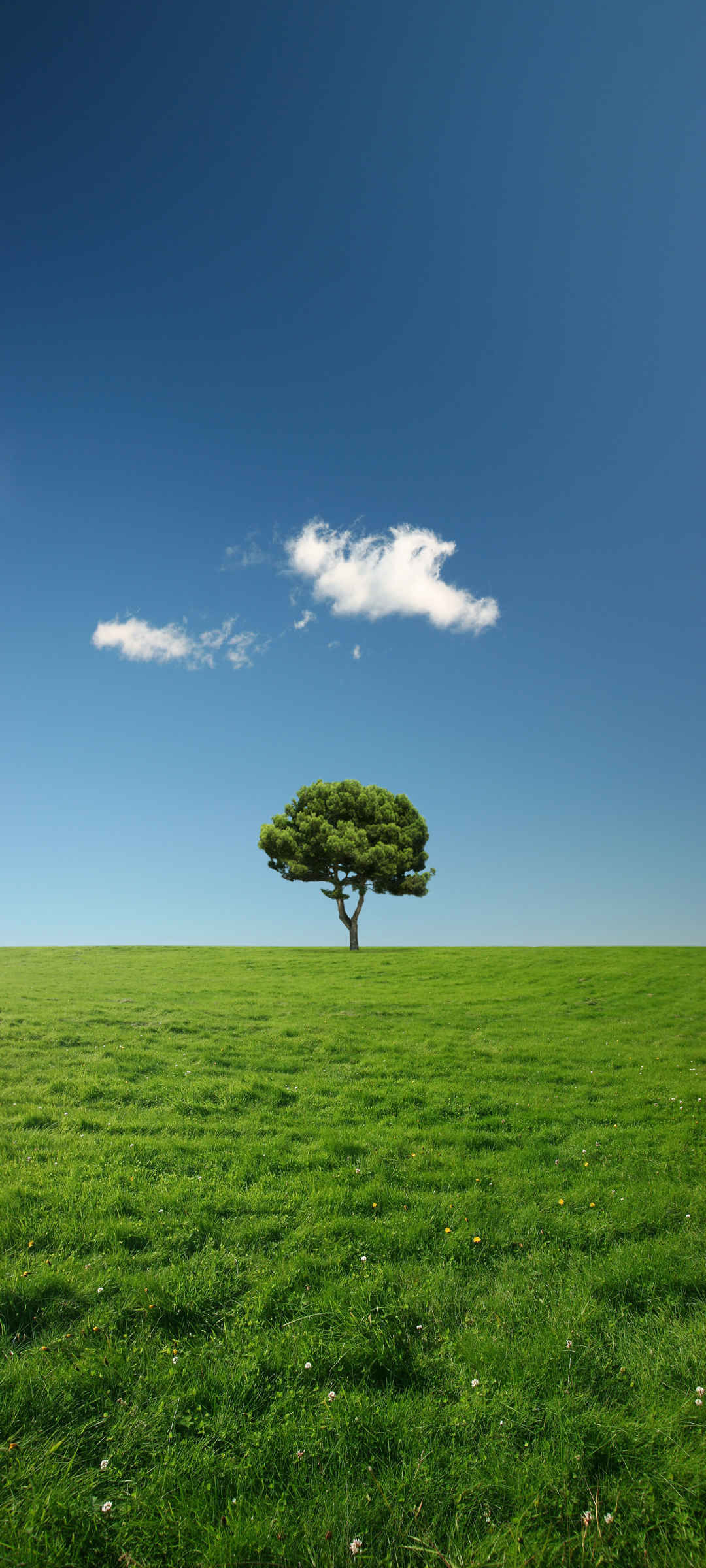 蓝天 白云 树 绿色草地风景手机高清壁纸-