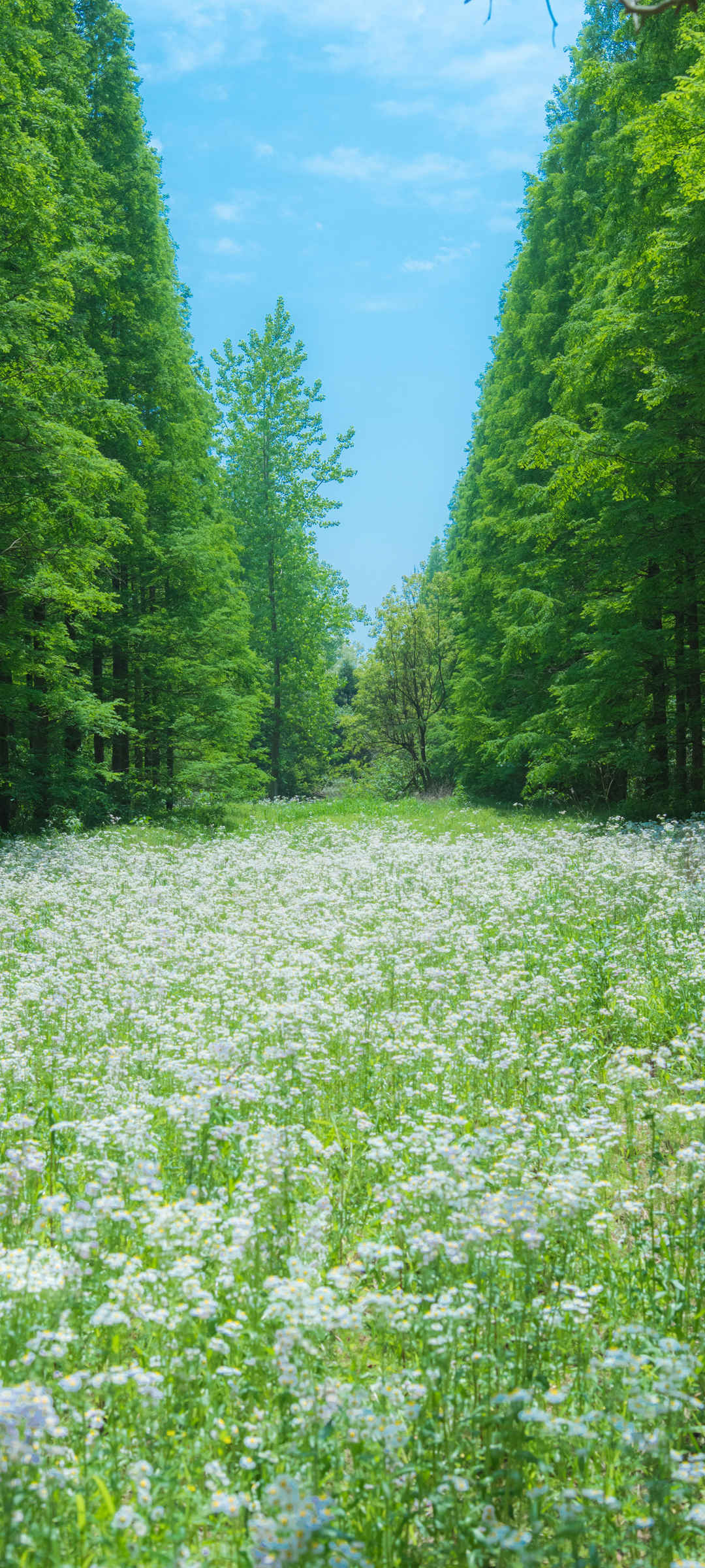 春天风景 绿色树林 鲜花 自然风景手机壁纸