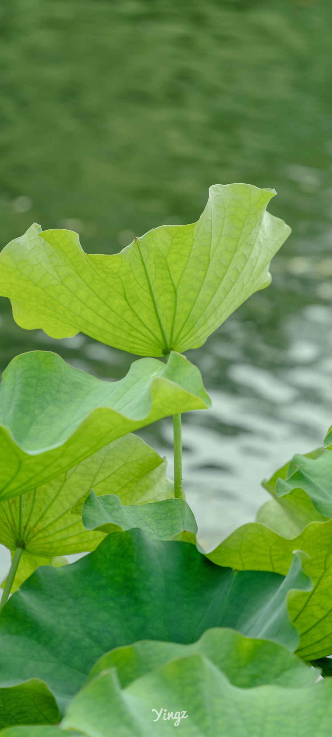 绿色荷叶高清手机壁纸