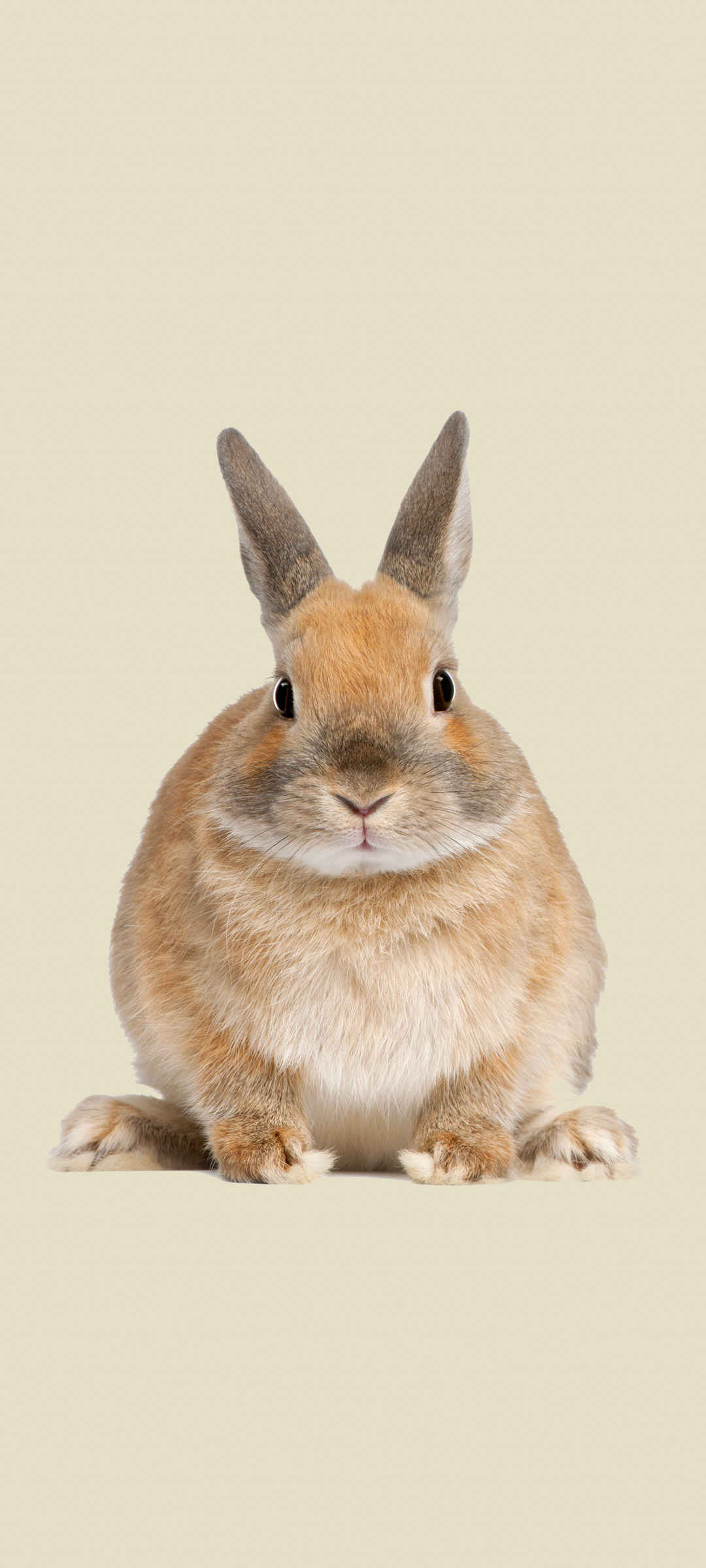 兔子 胖胖肥肥的兔兔 手机 壁纸-