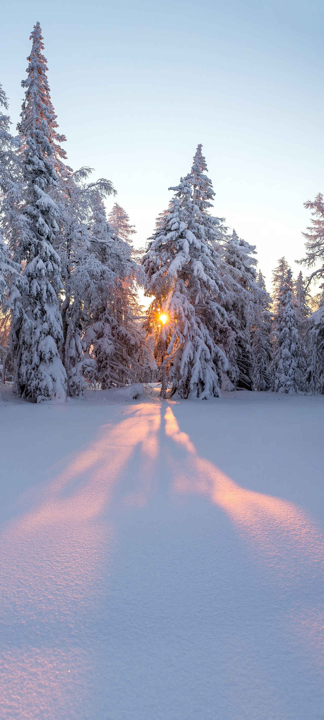 冬天 雪地 太阳 好看的壁纸图片风景-