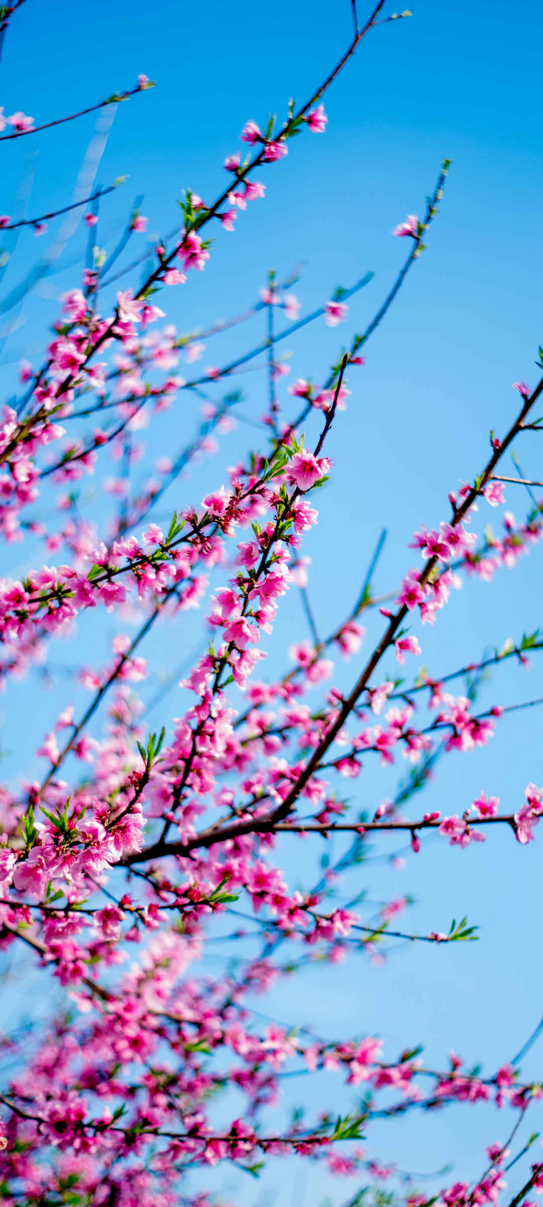 樱花 天空 春天图片风景壁纸-