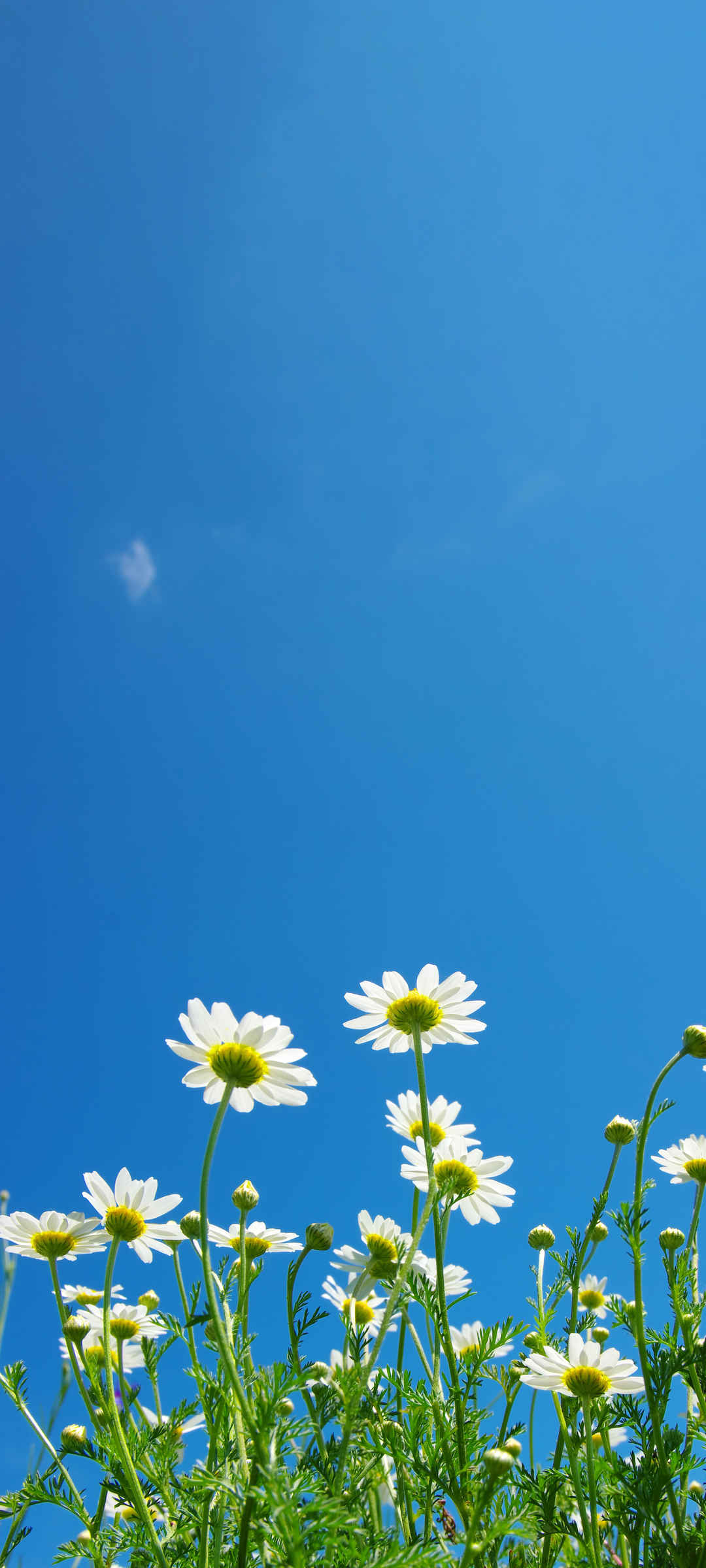 天空 蓝天 鲜花 小清新 花图片高清壁纸-