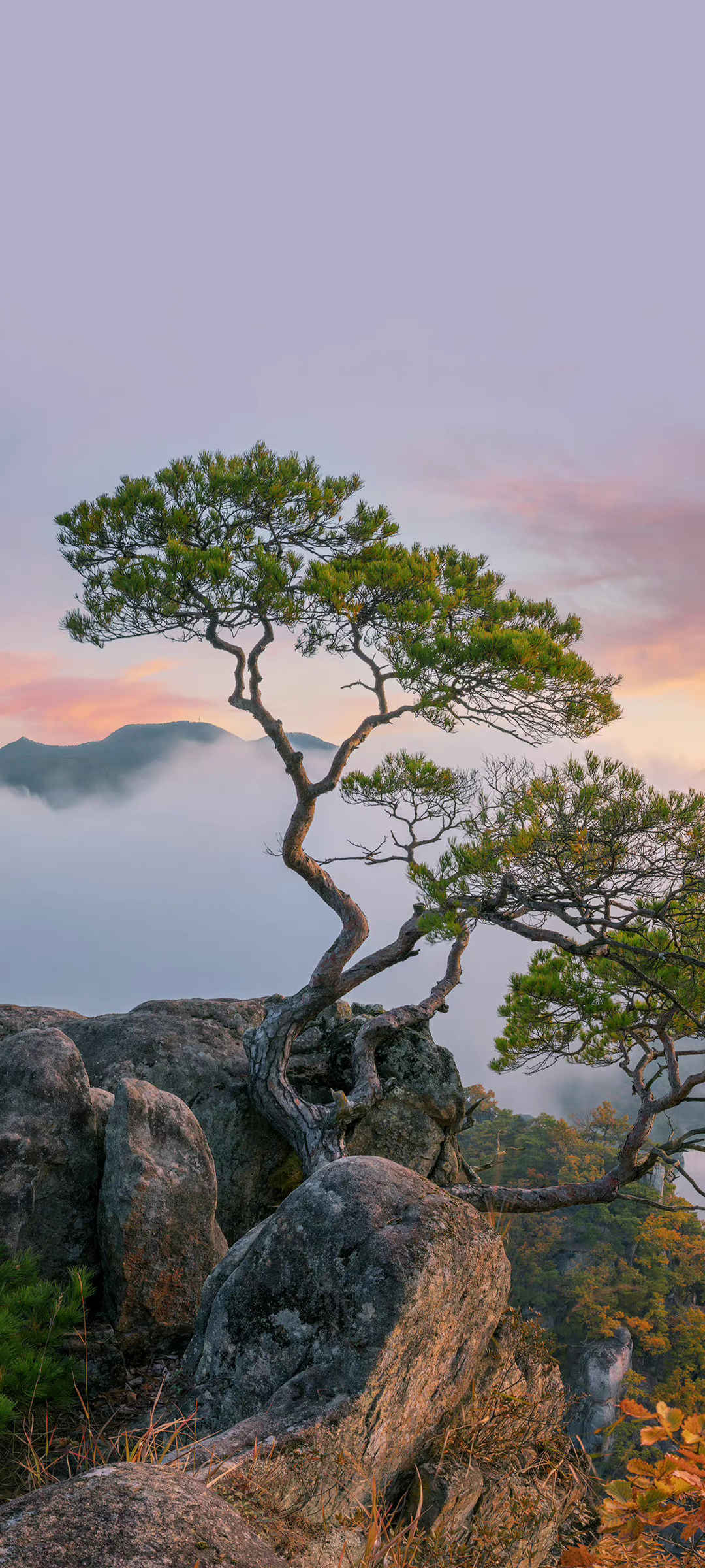 日出松树风景图片壁纸高清-