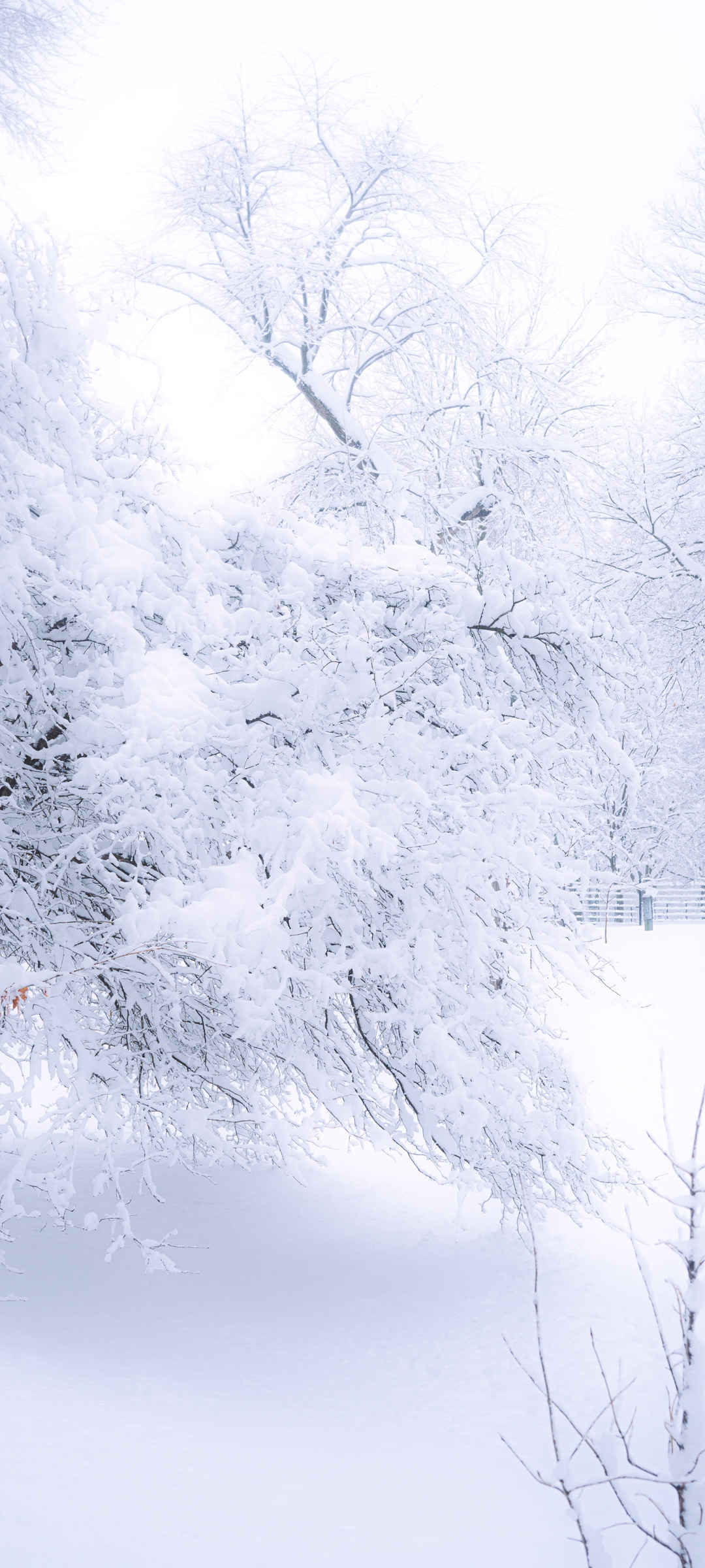 白茫茫的一片雪景白天的壁纸-