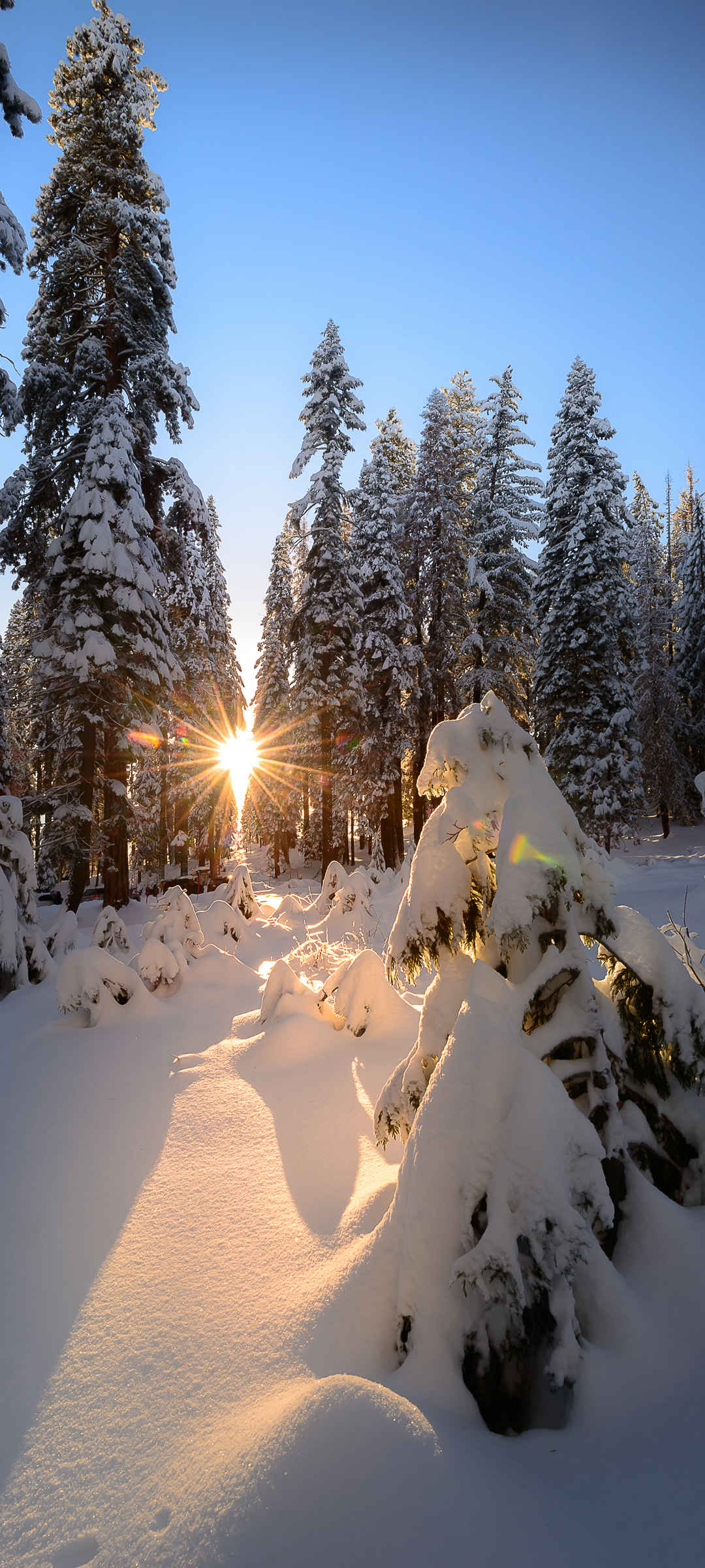 厚厚大雪 树 太阳 唯美图片手机壁纸-