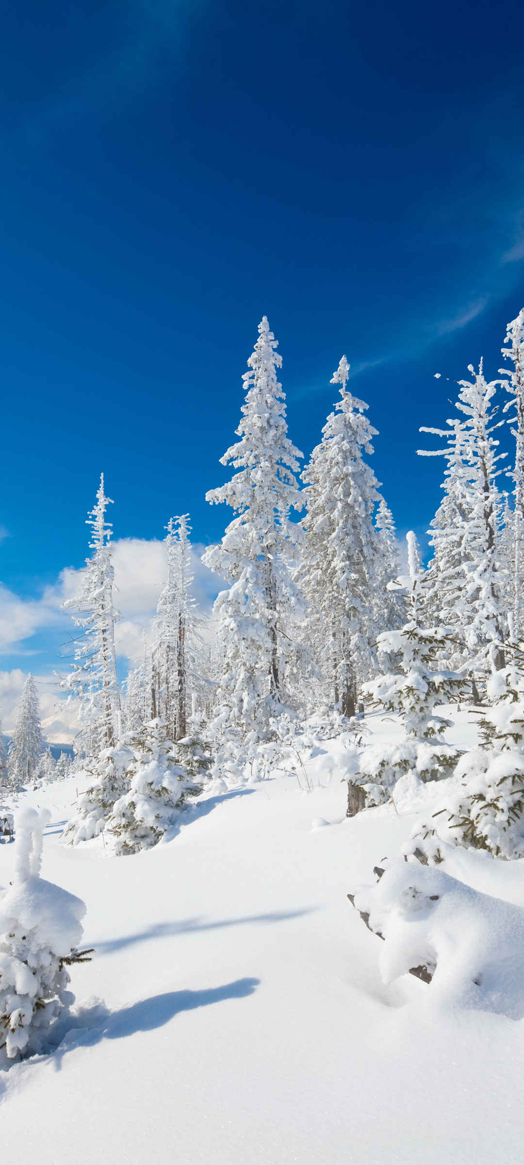 蓝天 雪景 树 雪地  壁纸风景自然大自然-