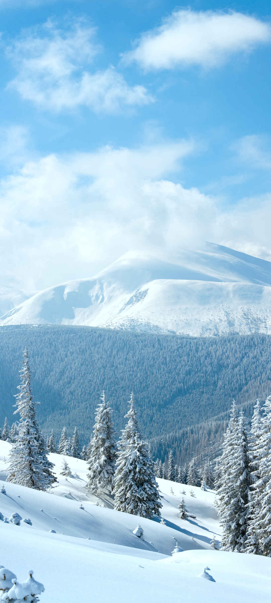 雪景 树 天空 景色风景图壁纸