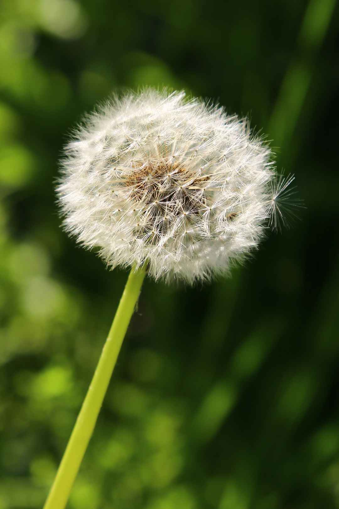 蒲公英超高清风景手机壁纸