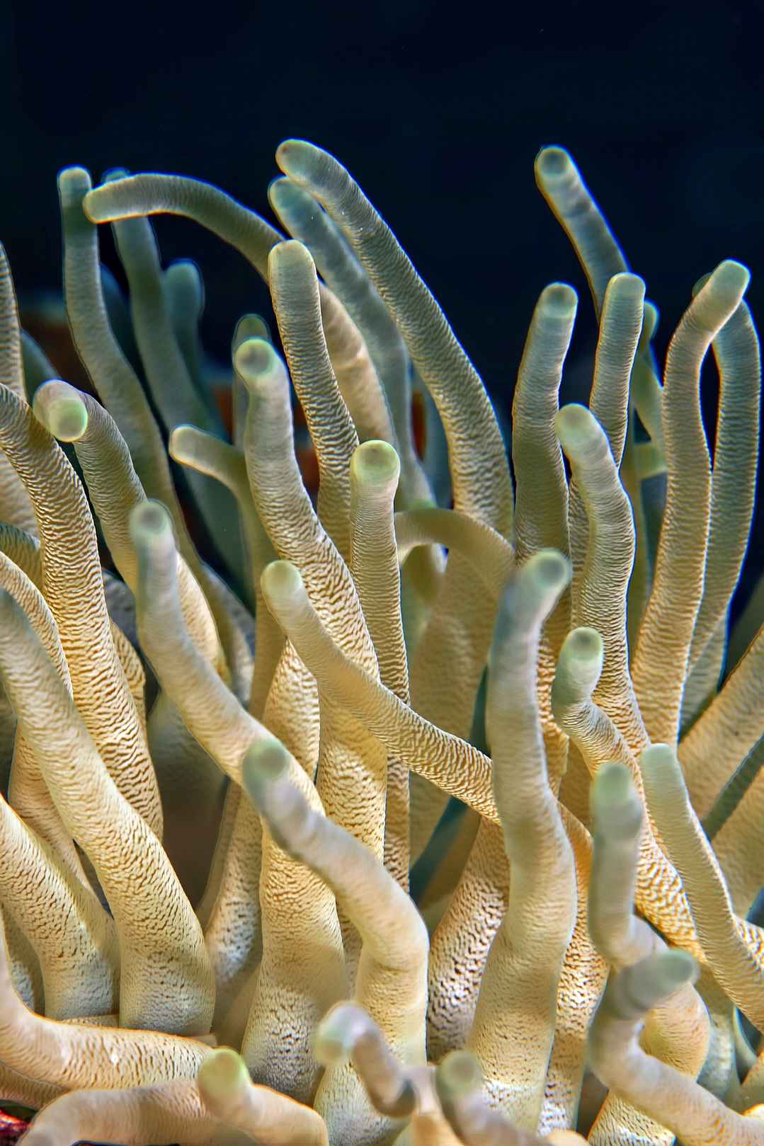 海洋水下  珊瑚 植物 图片