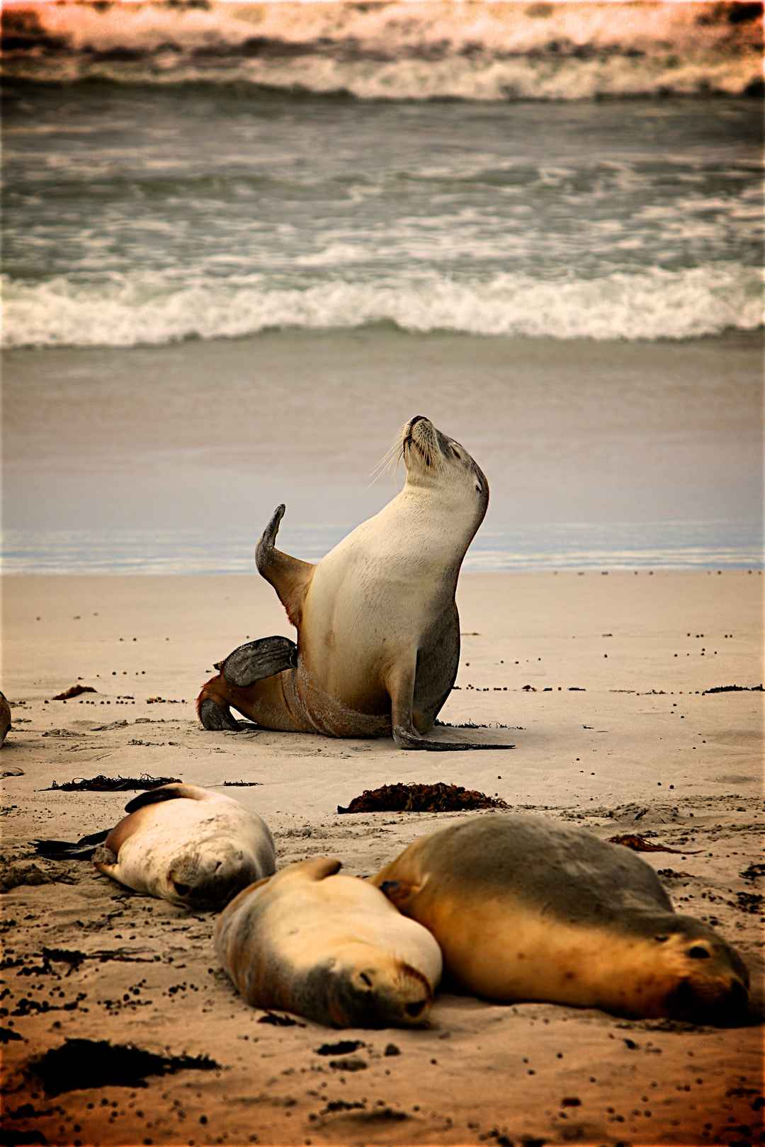 沙滩 海豹 海狮 图片