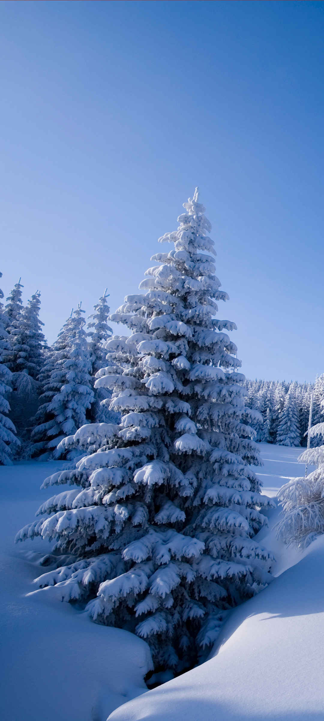 冬季 大雪 树 罕见的风景图