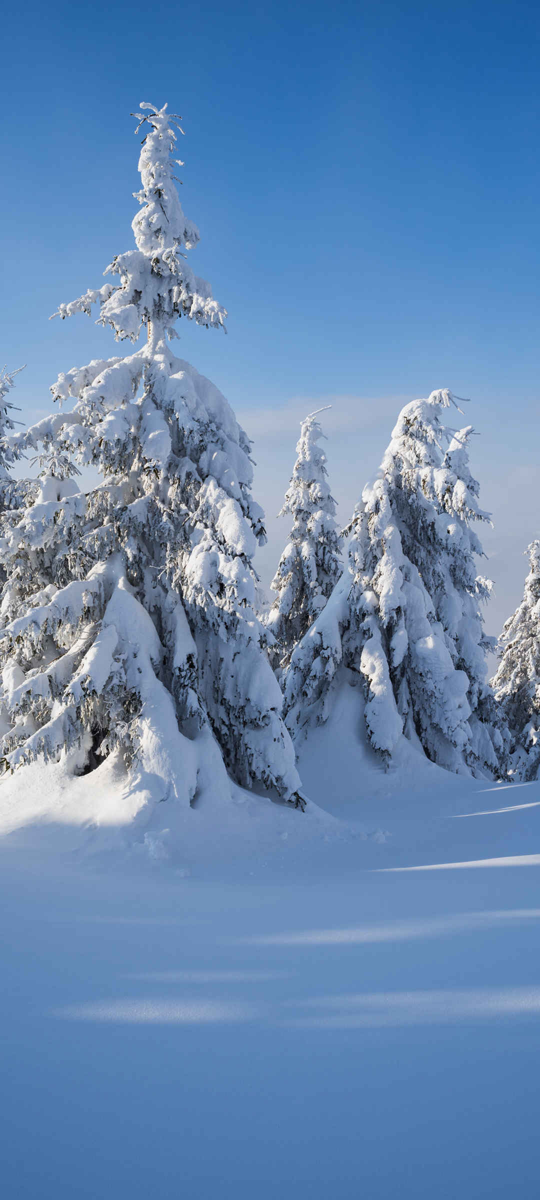 大雪冬天的风景图-