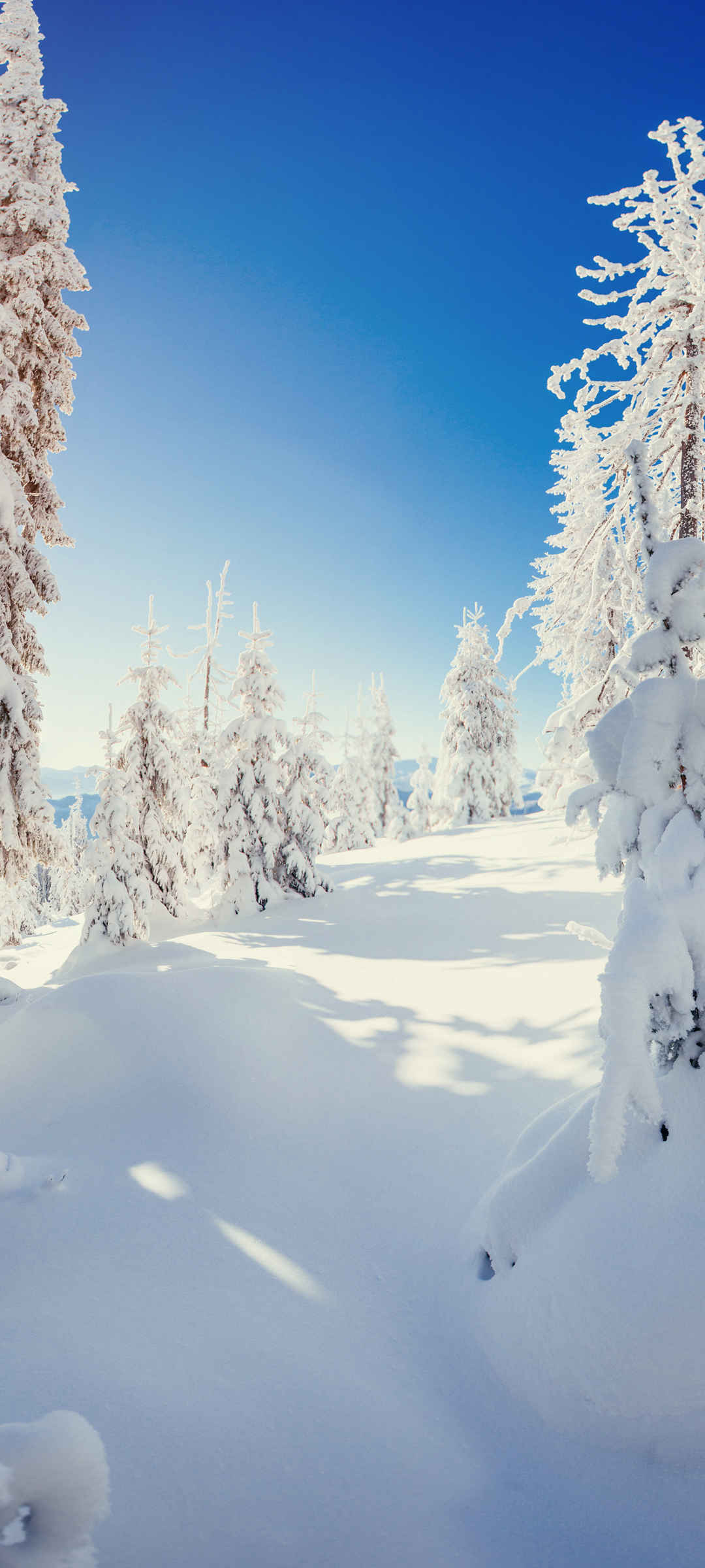 冬季 树 雪地 美丽的风景图-