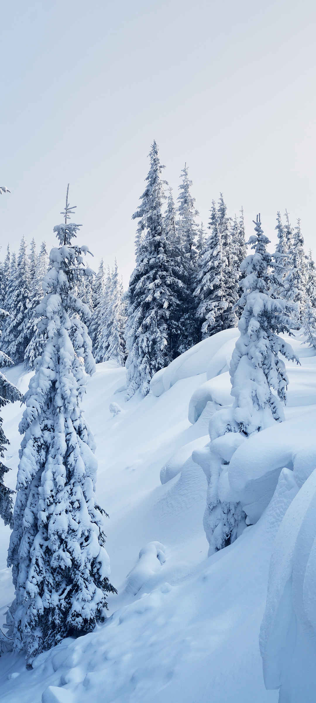 冬天 大雪 树林 超清手机壁纸唯美-