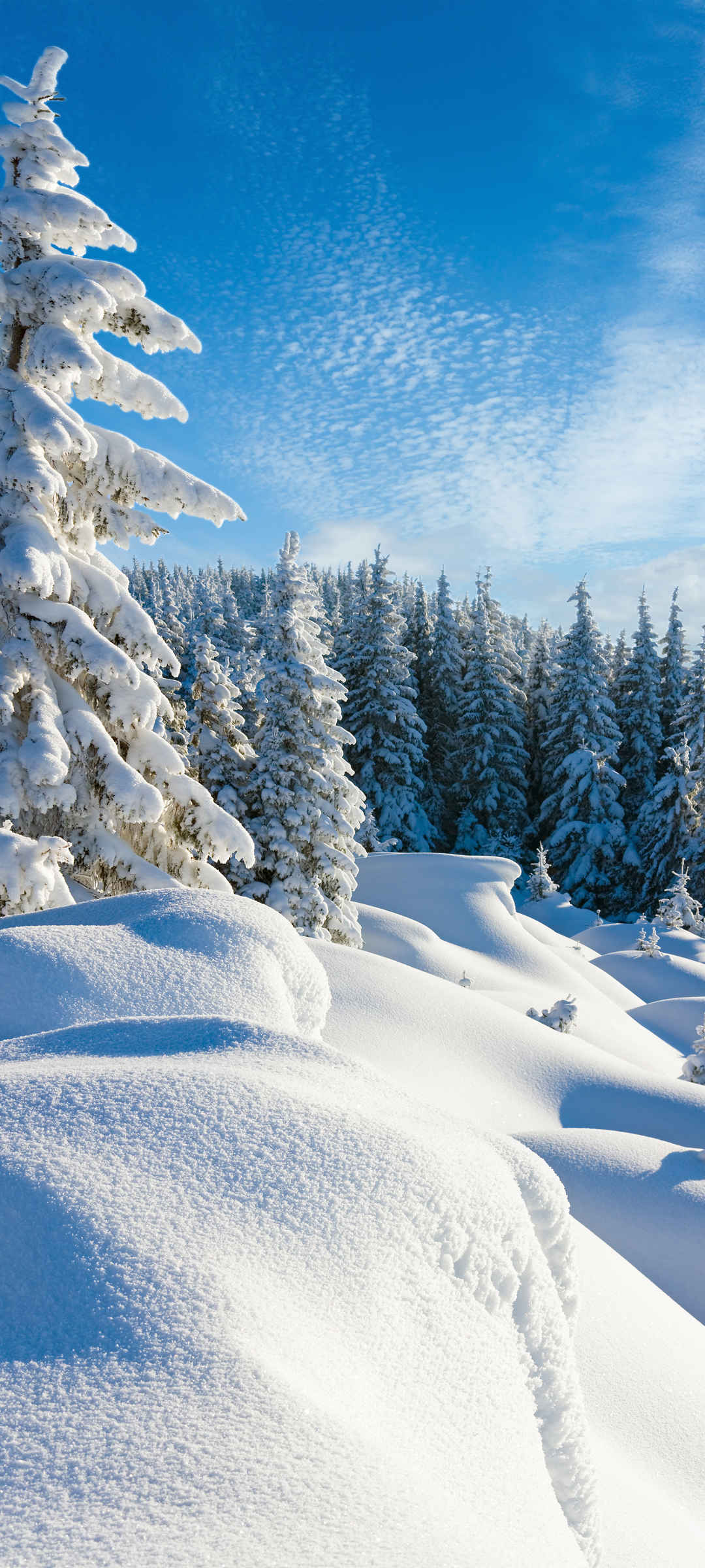 冬季 雪景 大雪 树林 大自然手机壁纸-