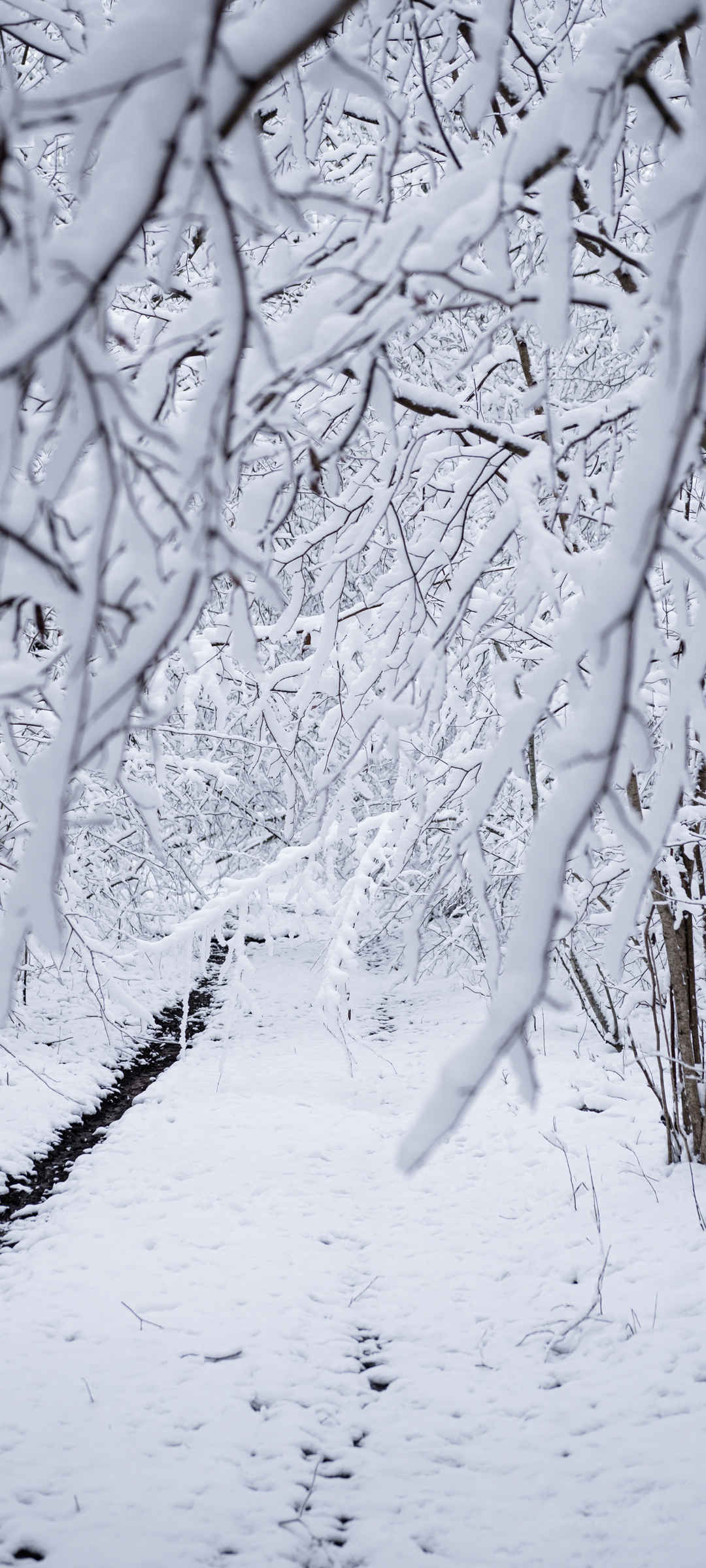 森林里的大雪超好看的动态手机壁纸下载