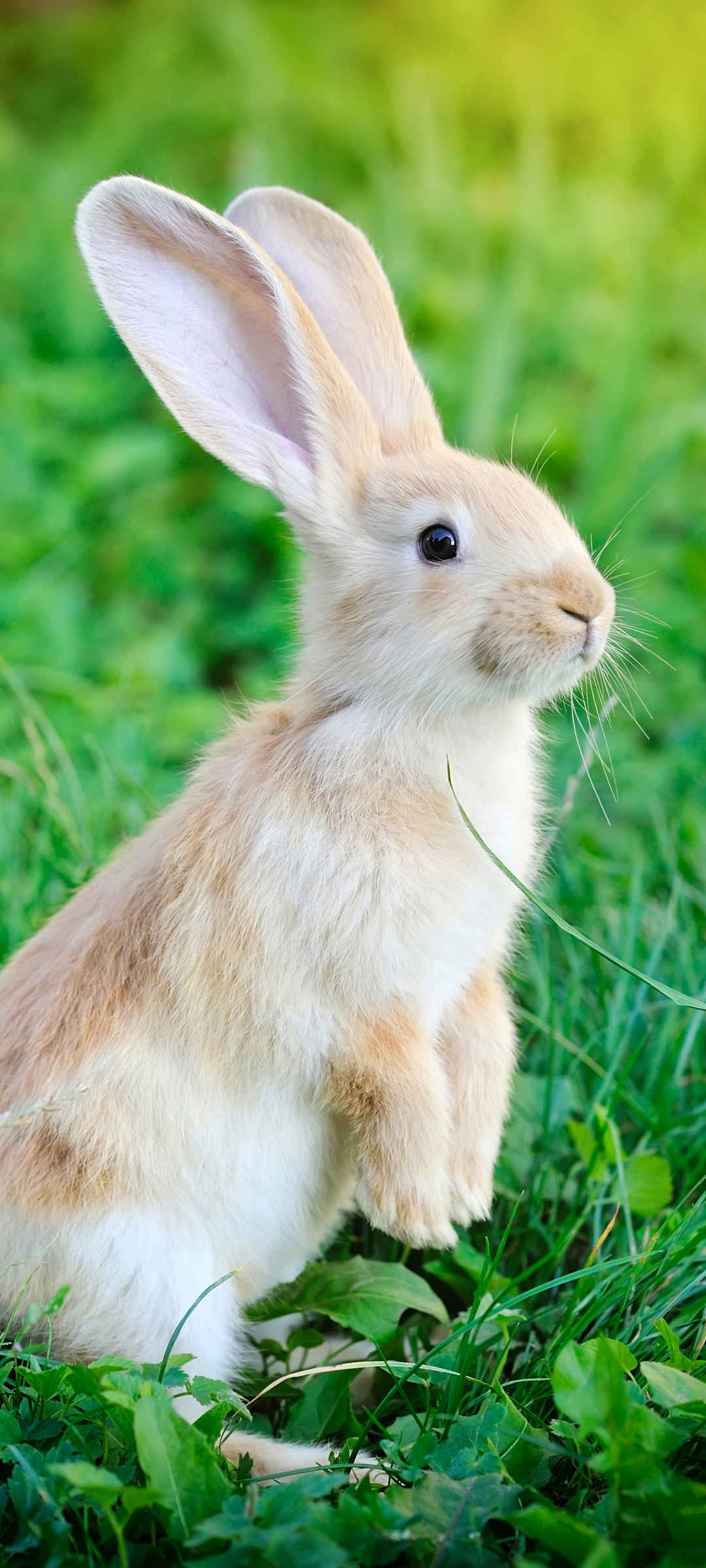 长耳朵兔子小动物壁纸高清图片-