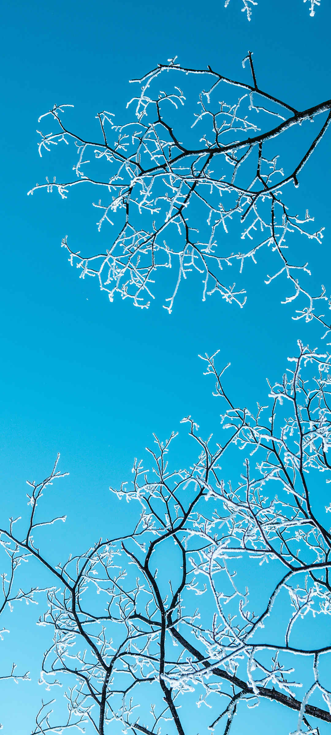 冬天 天空 树枝