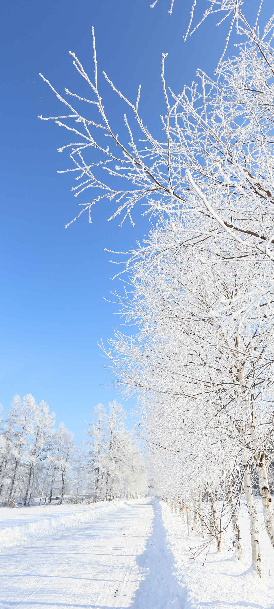 冬日雪景 树皮皮壁纸桌面下载-