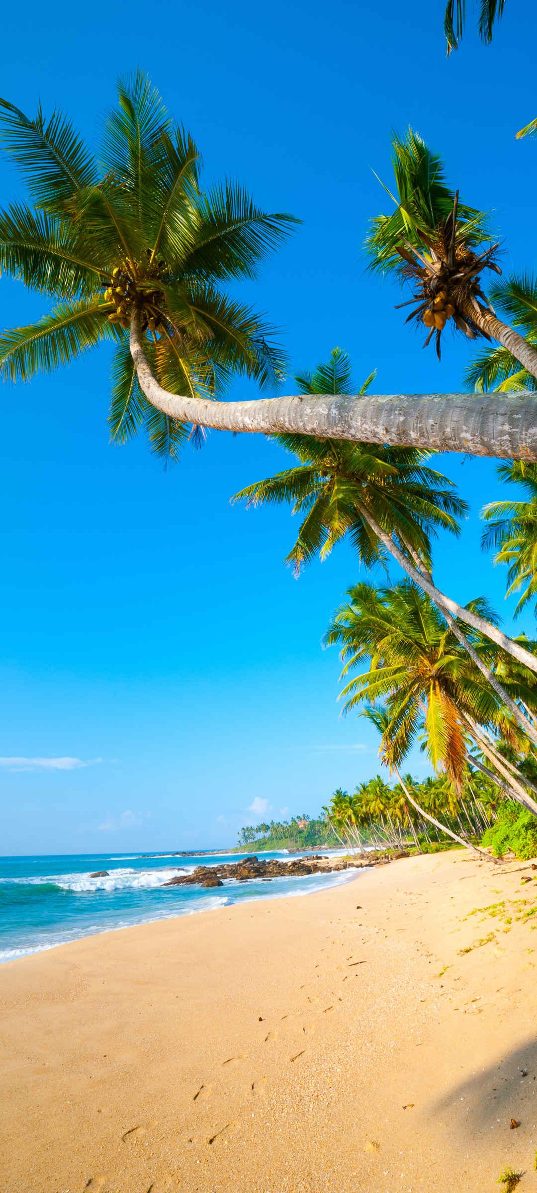 椰树 海边 超清手机风景壁纸-