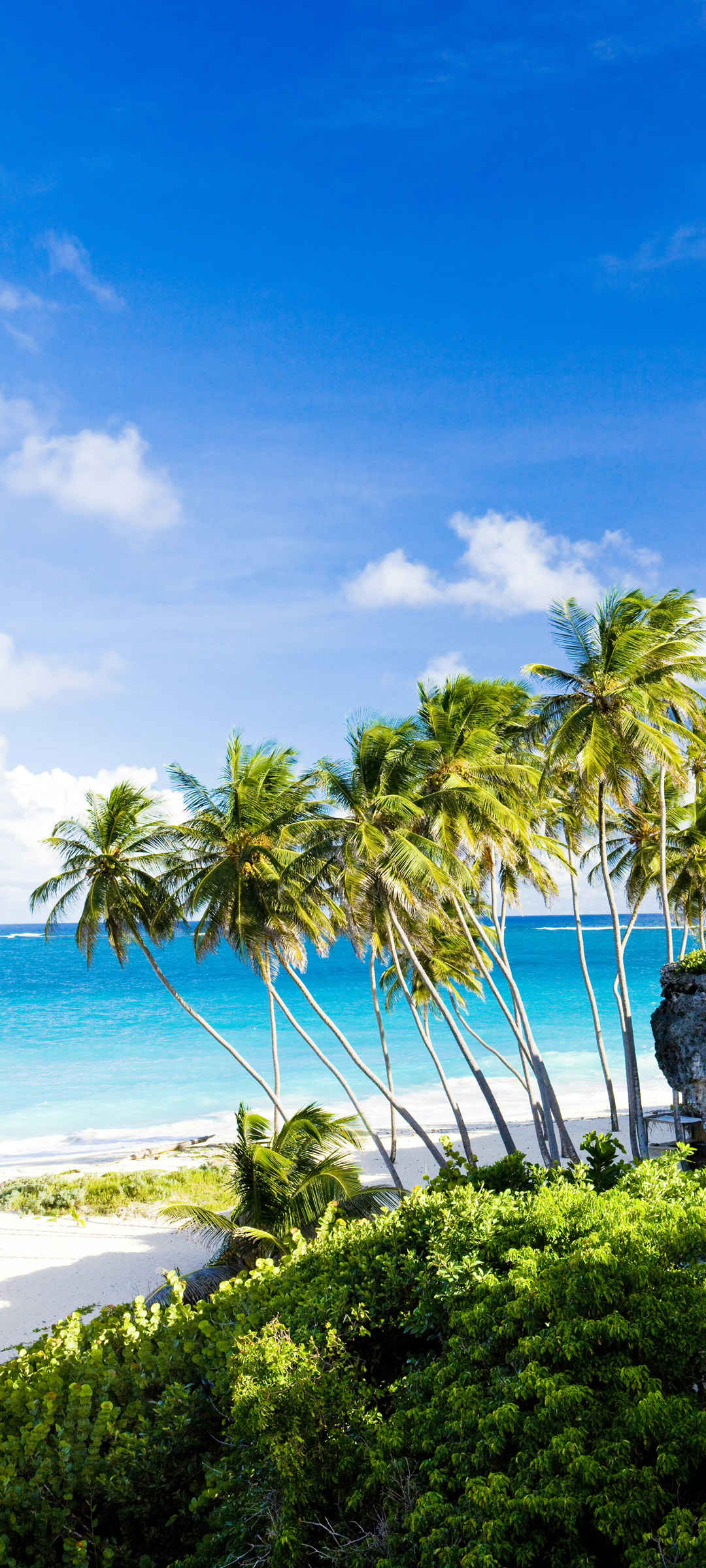 海边 椰树 蓝色大海背景图片优美-