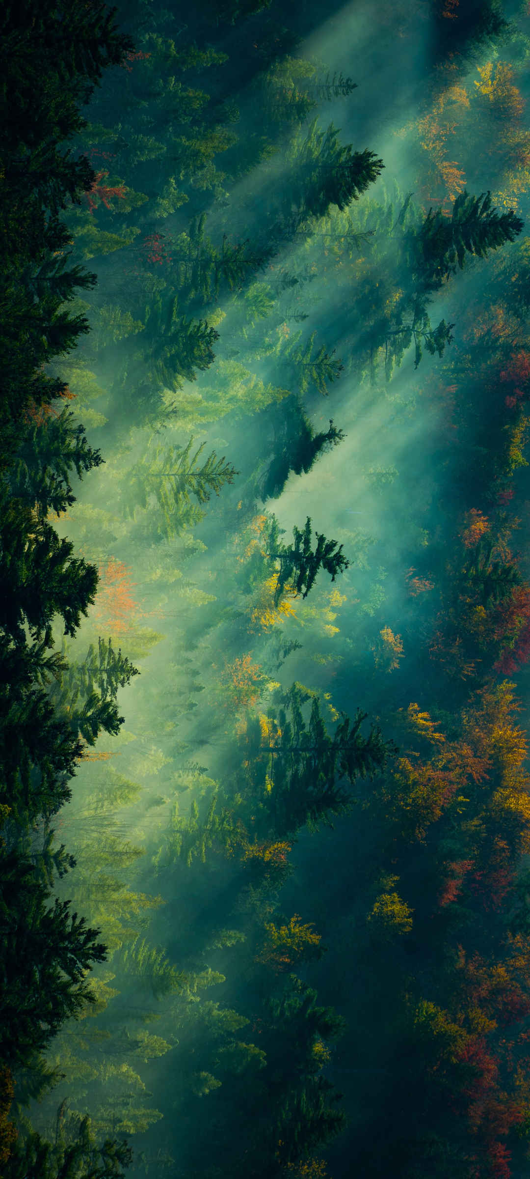 阳光 森林 树林 护眼 高清 风景 手机壁纸