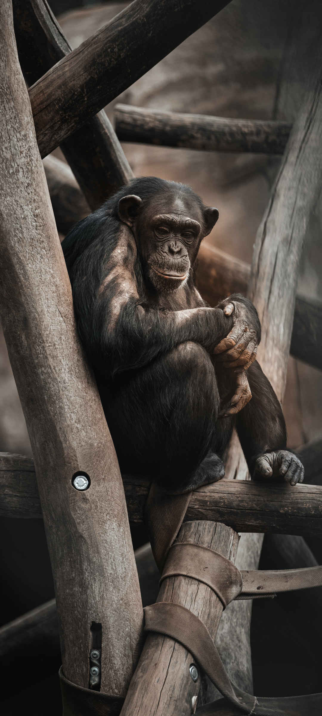 猩猩 可爱 有趣的 动物 手机 图片