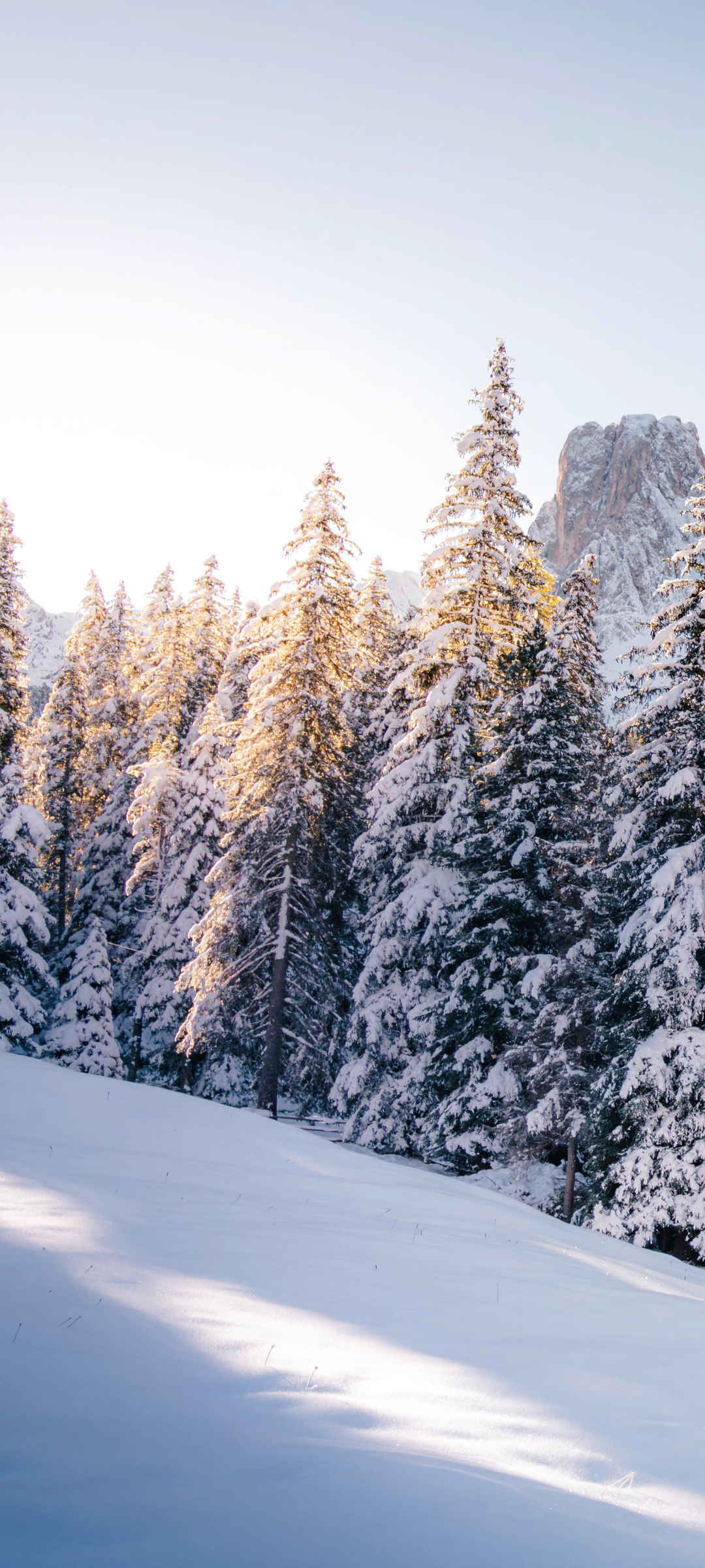 风景 冬季 雪景 树 雪地 桌面 壁纸-