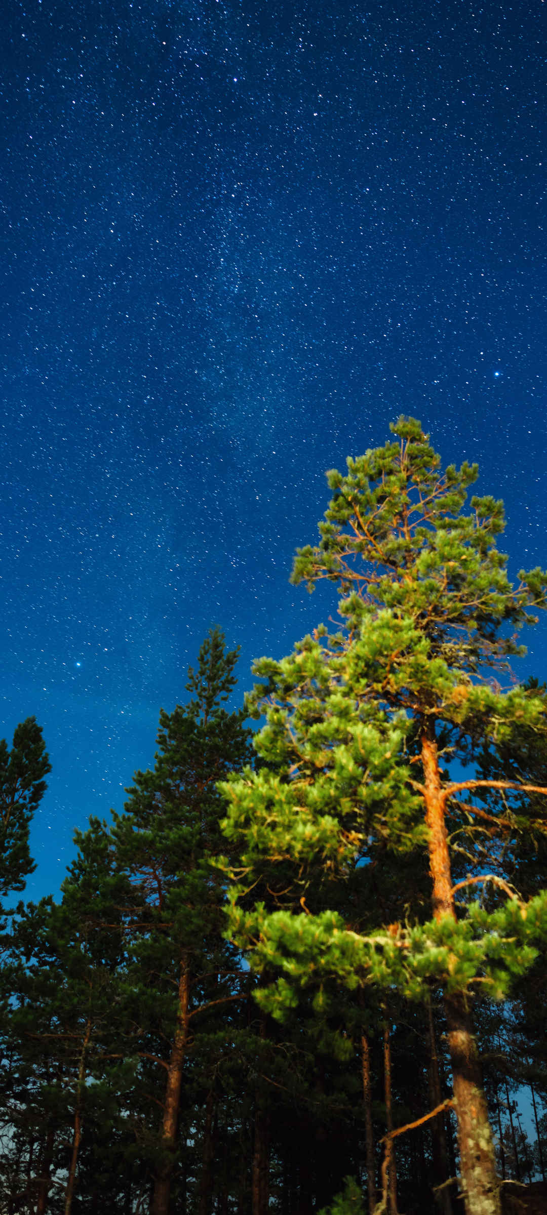 夜晚 星空 树 风景 手机壁纸-